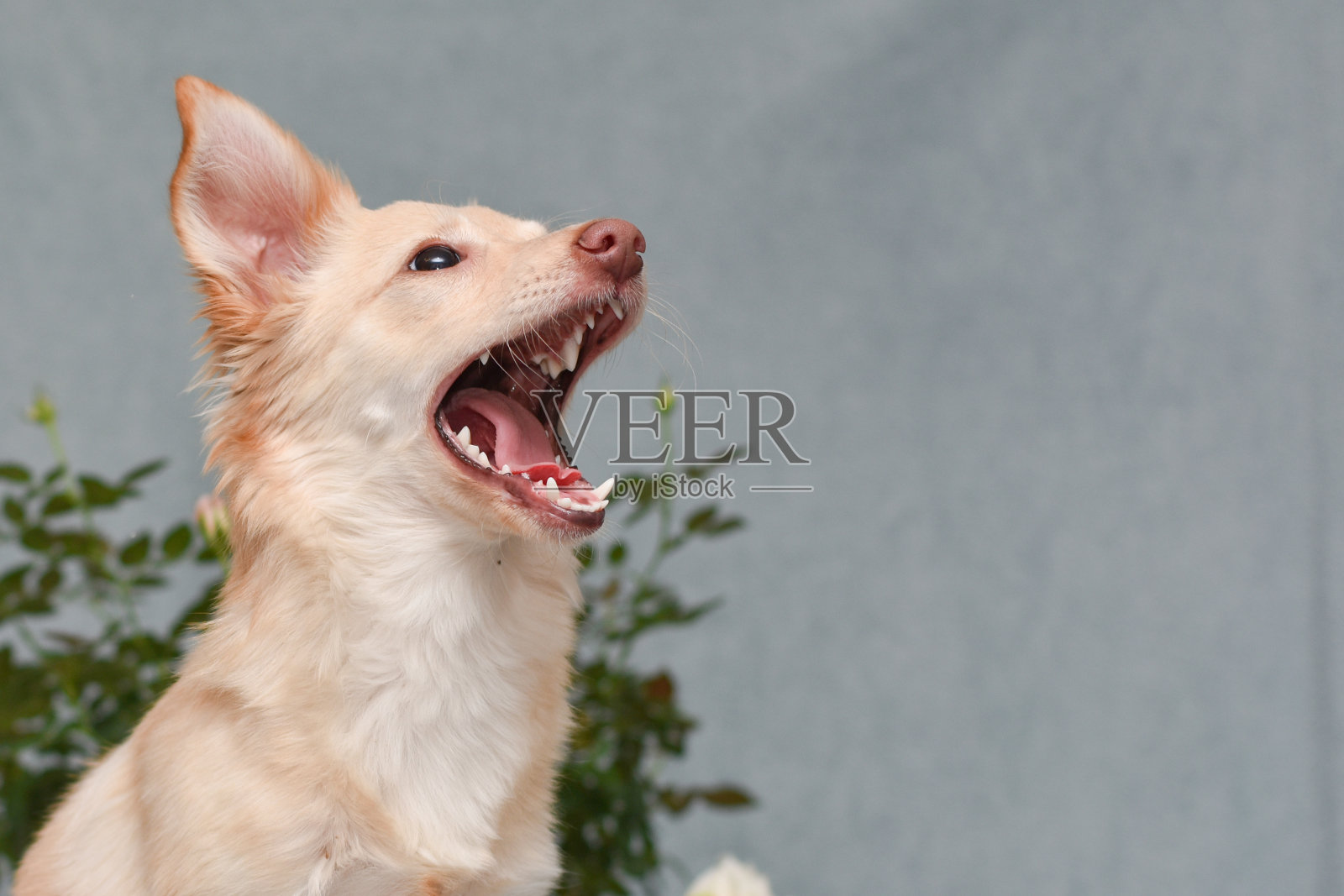 一个可爱的狗的肖像与一个灰色的背景上张开的嘴照片摄影图片
