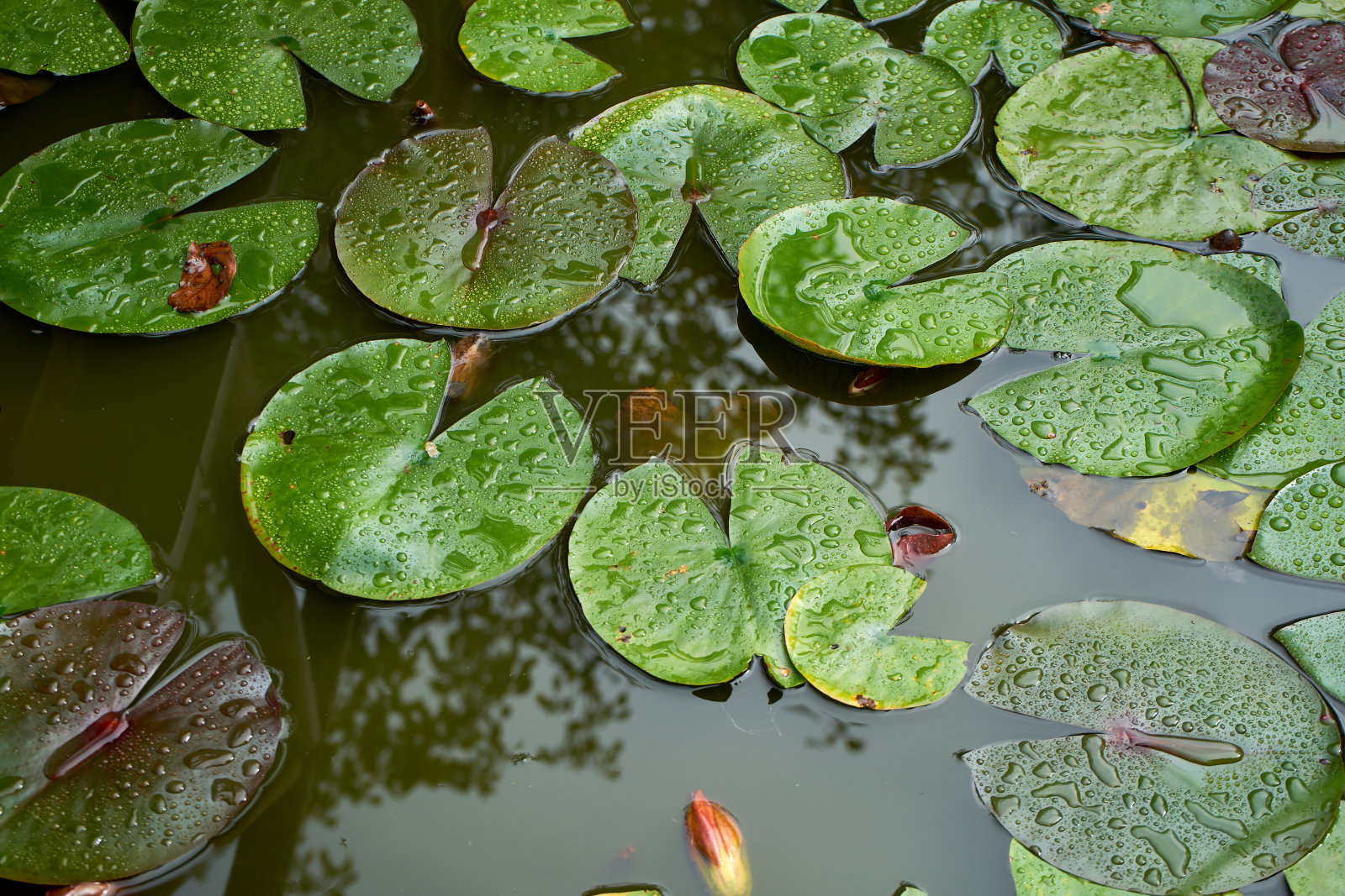 漂浮在池塘中的睡莲照片摄影图片