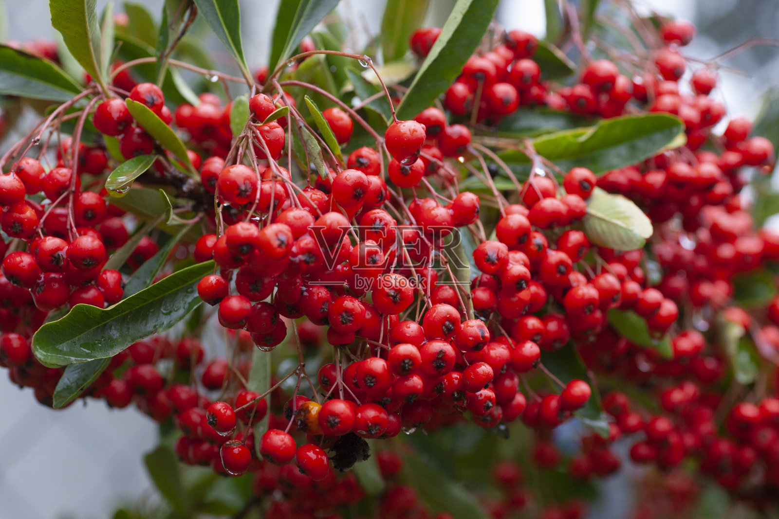 火棘木和红色浆果照片摄影图片