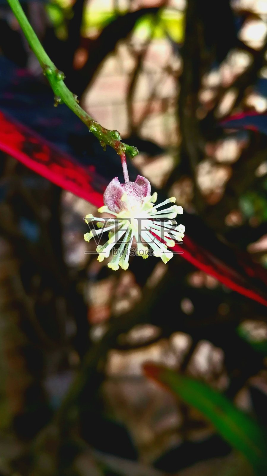 巴豆属花照片摄影图片