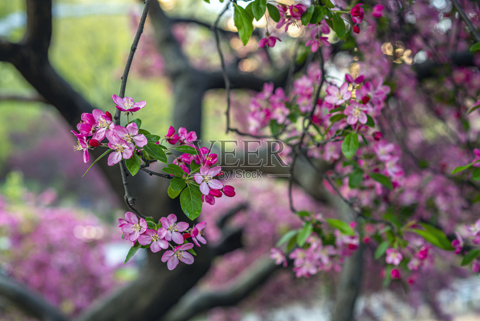 健康的冠状动脉，甜的螃蟹，照片摄影图片