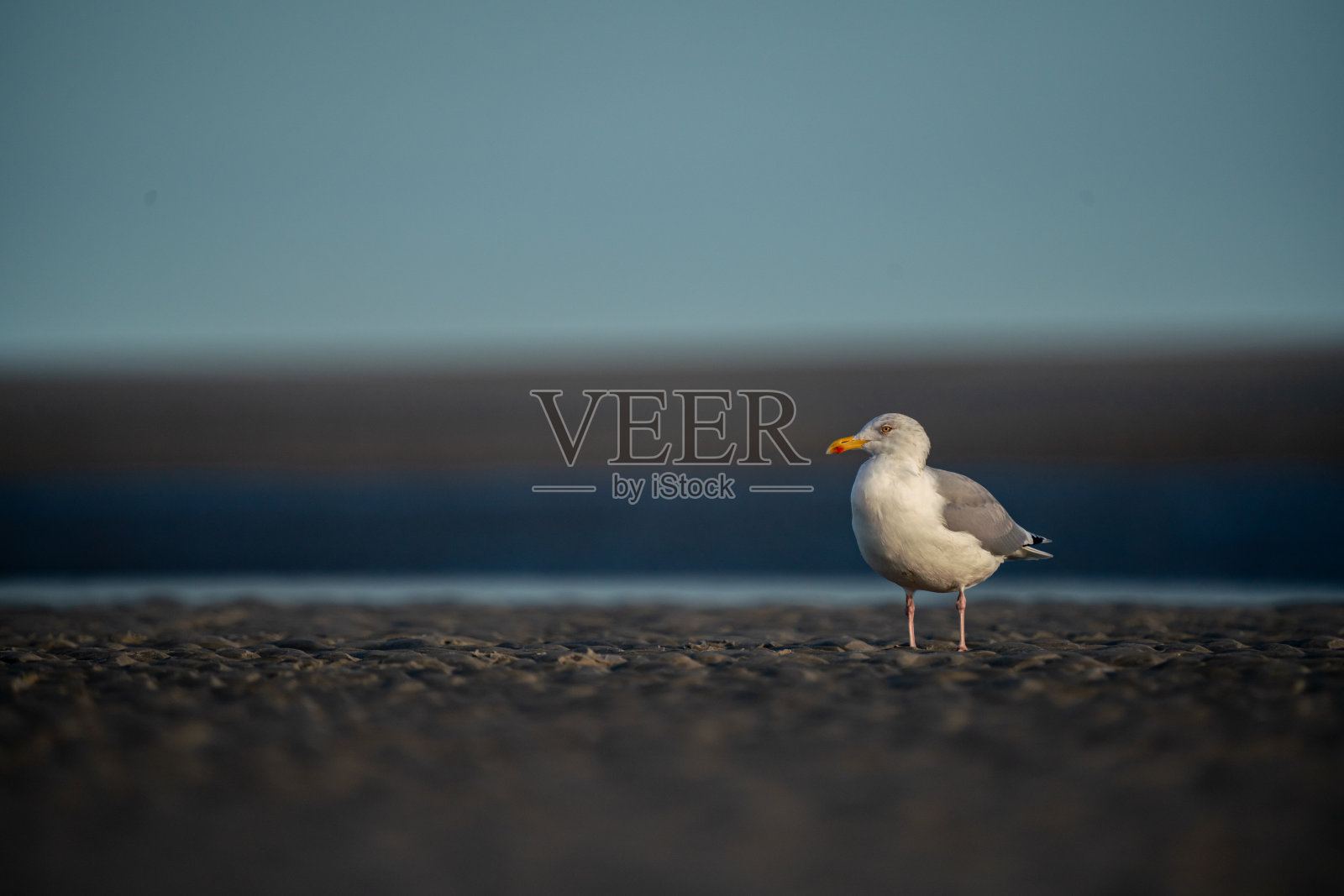 站在海滩上的银鸥照片摄影图片