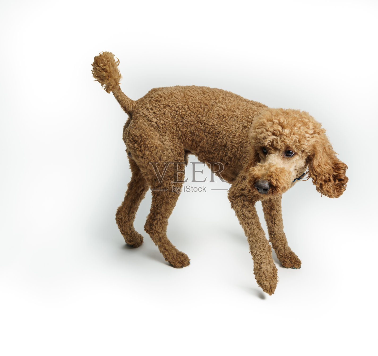 标准贵宾犬的肖像照片摄影图片