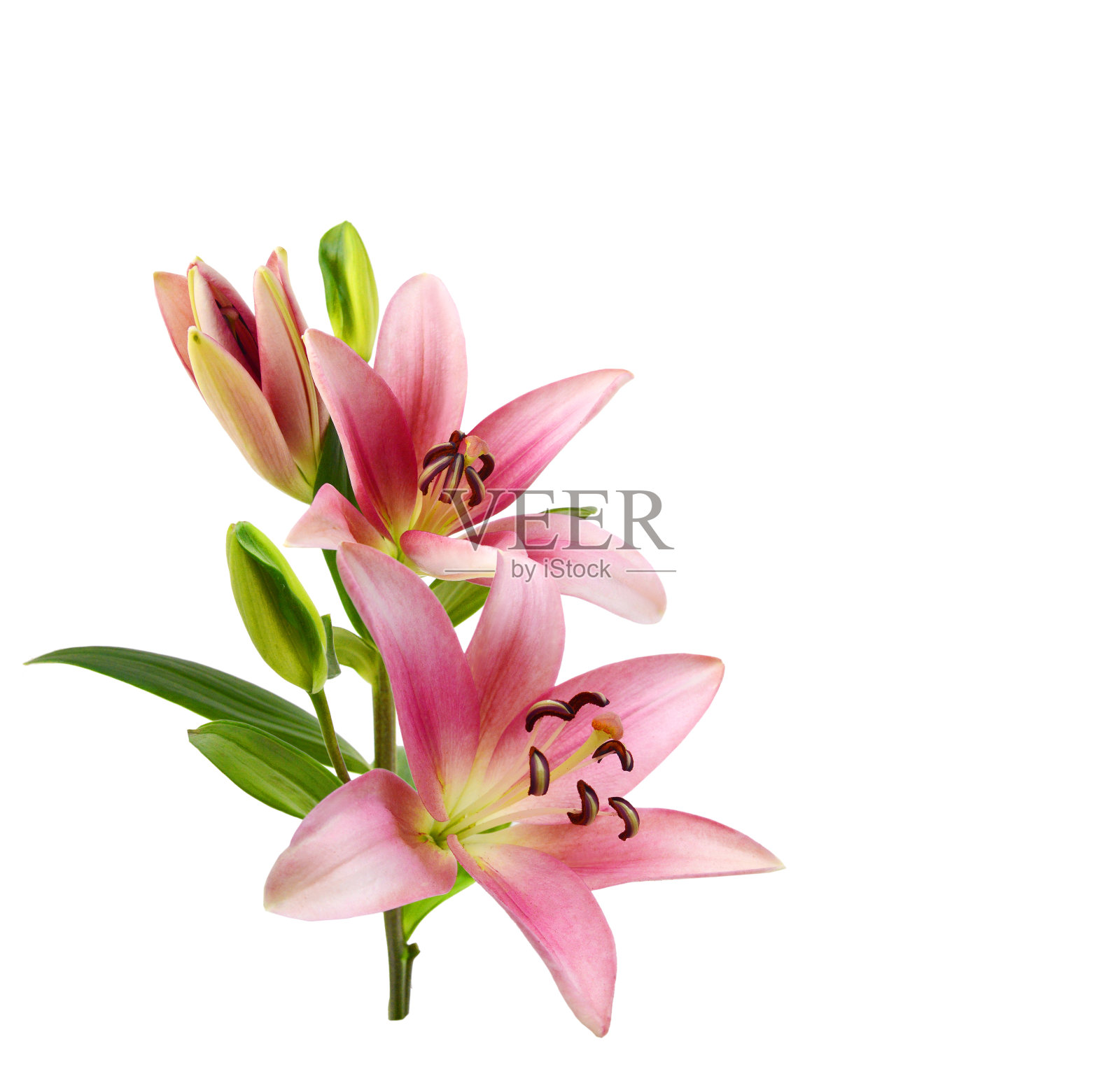 白色背景上的粉红色百合照片摄影图片