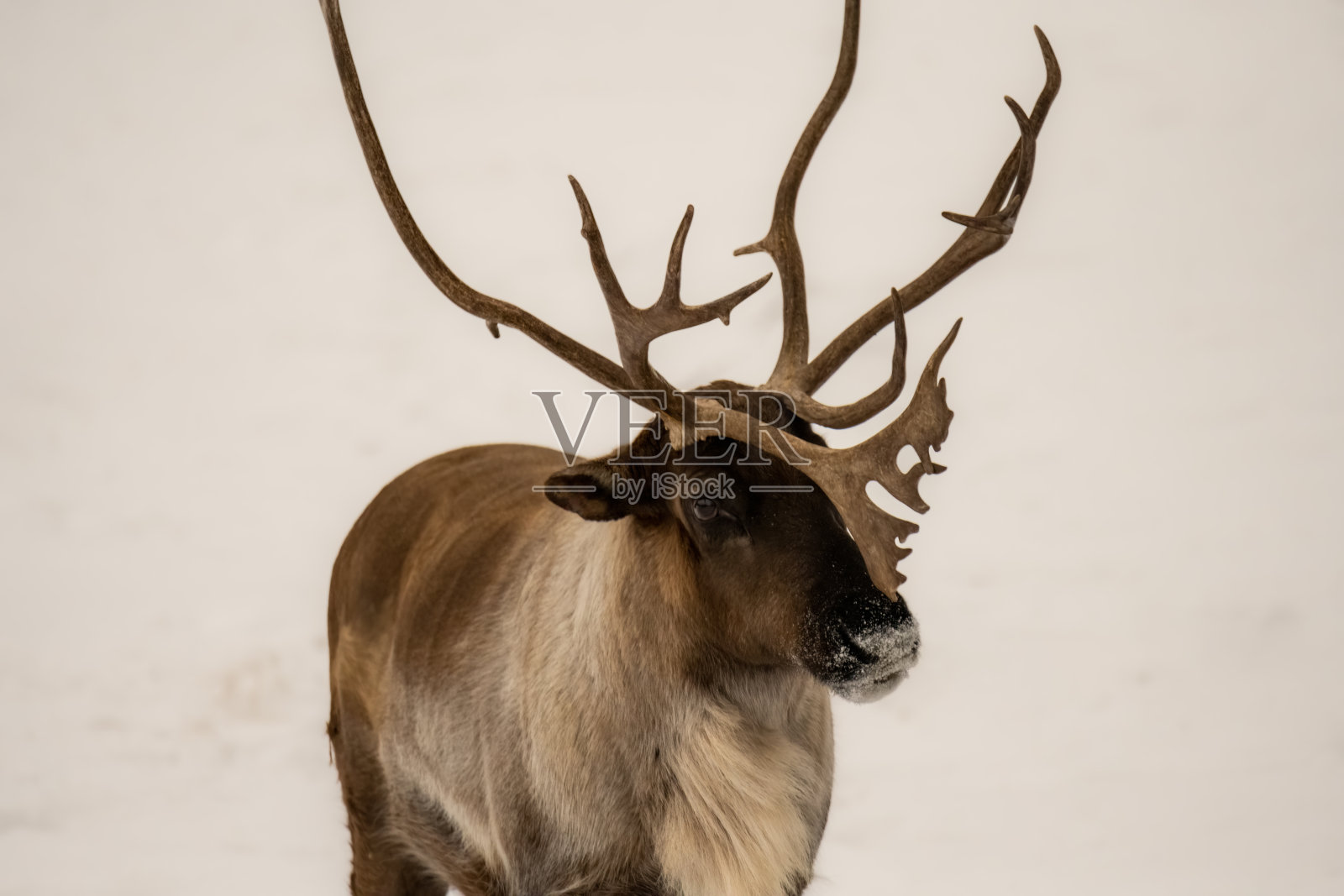 驯鹿之眼照片摄影图片