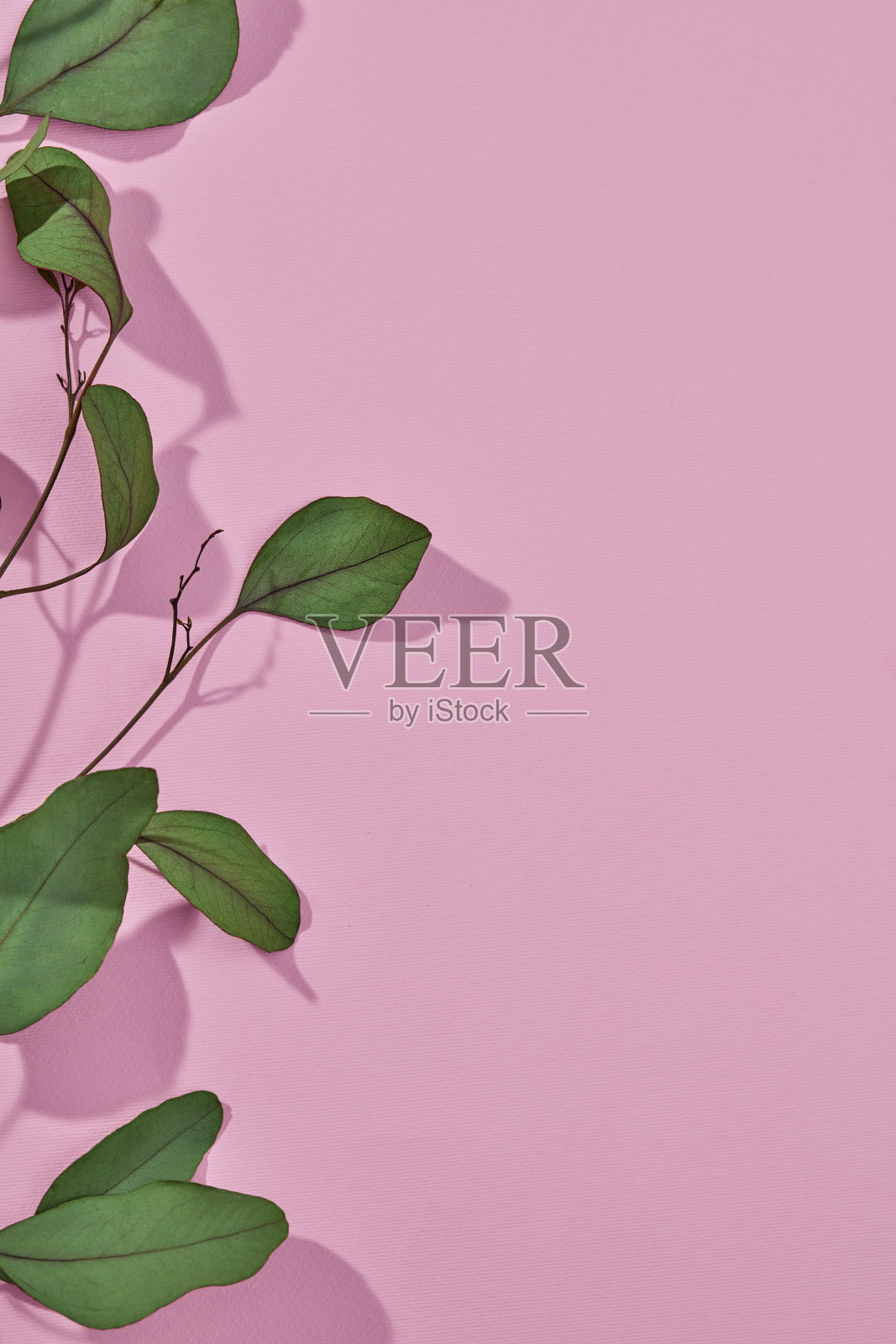 绿色的叶子在粉红色上照片摄影图片