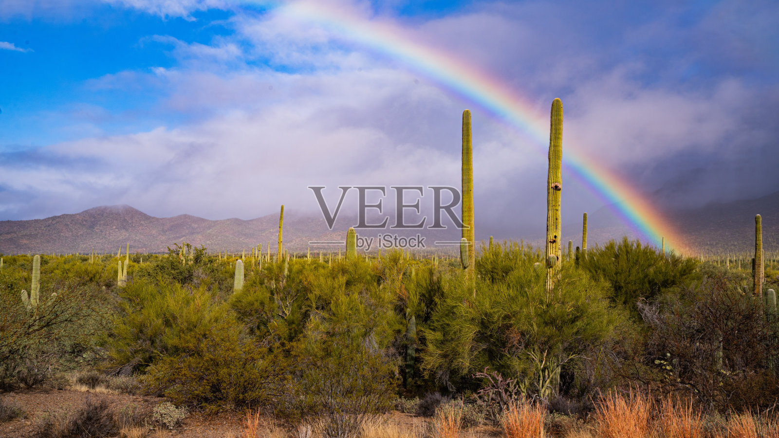 撒瓜罗国家公园的彩虹照片摄影图片