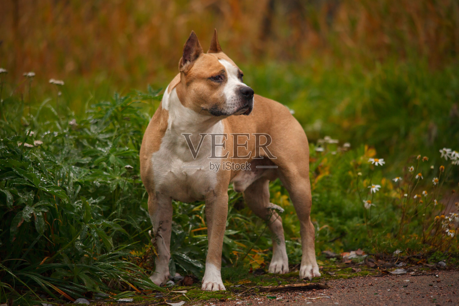 美国斯塔福德郡梗在秋天的街道上照片摄影图片