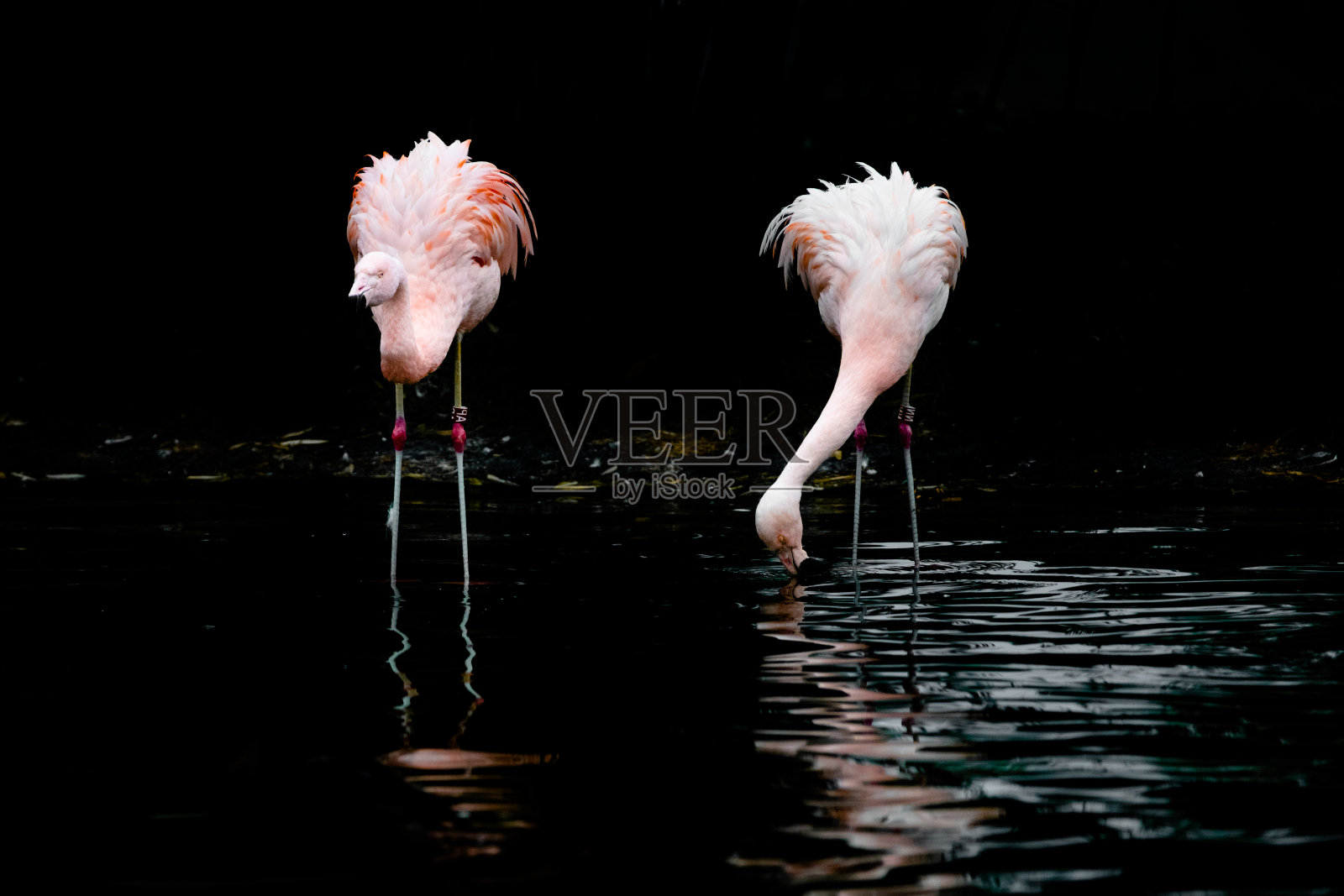 火烈鸟照片摄影图片