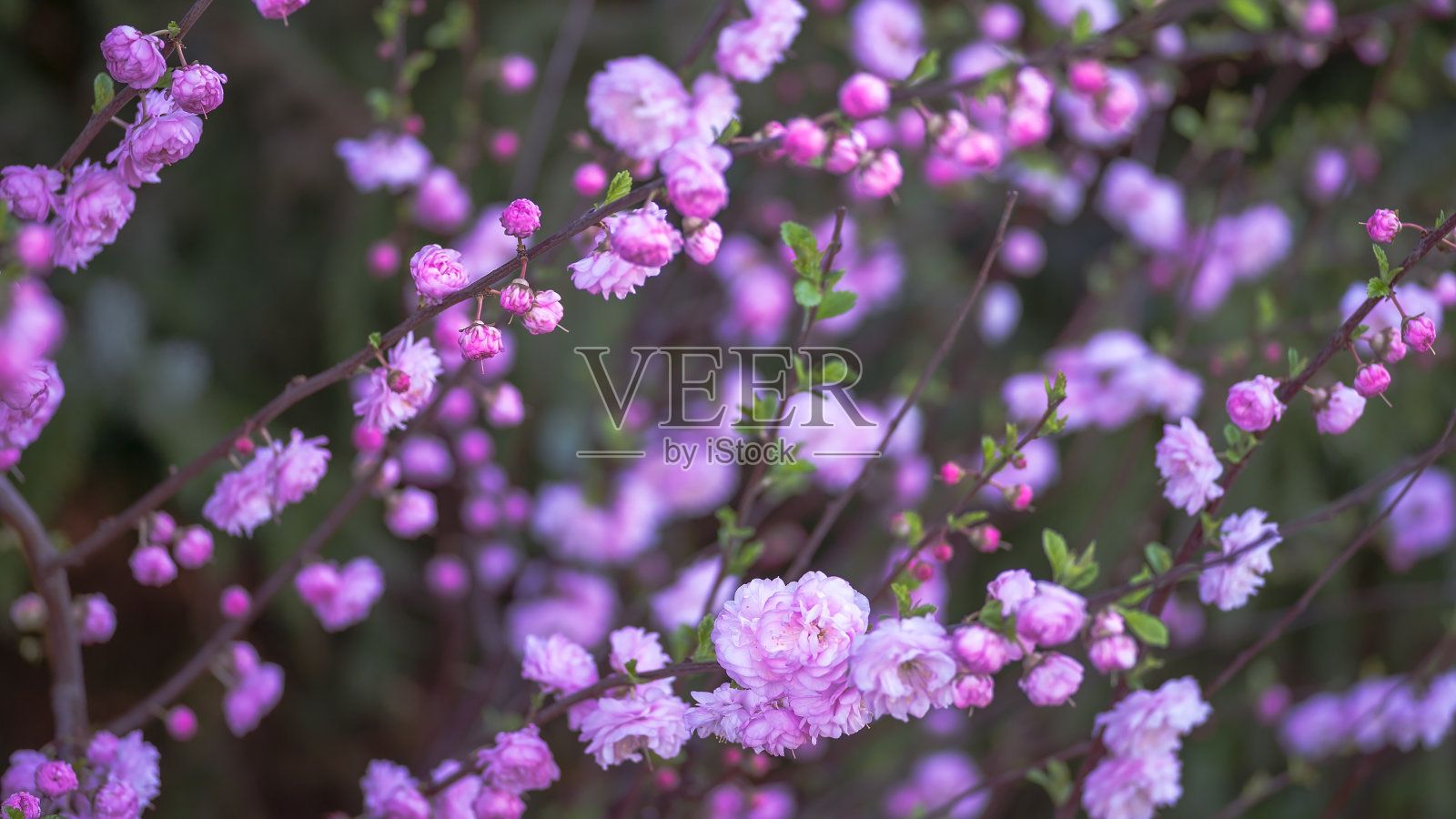 模糊。粉红色花朵中的开花杏仁的枝条特写。背景。有选择性的重点照片摄影图片