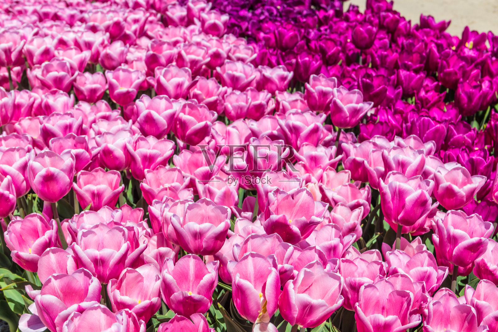 春天公园里美丽的郁金香大花坛照片摄影图片