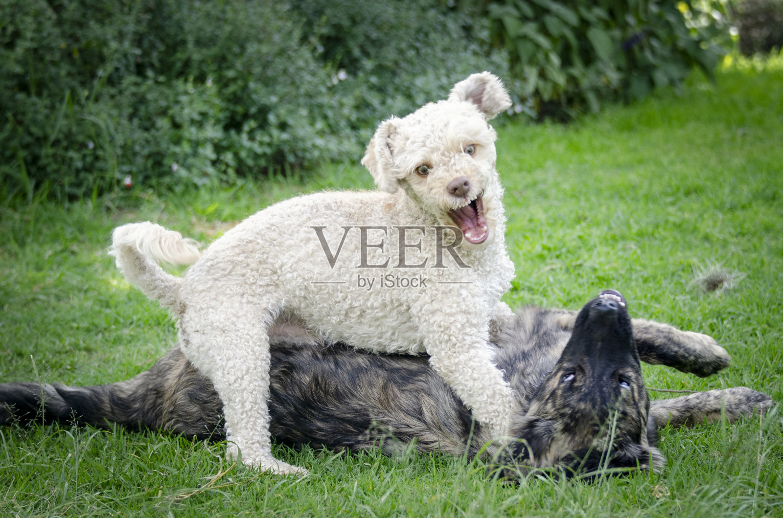 宠物玩照片摄影图片