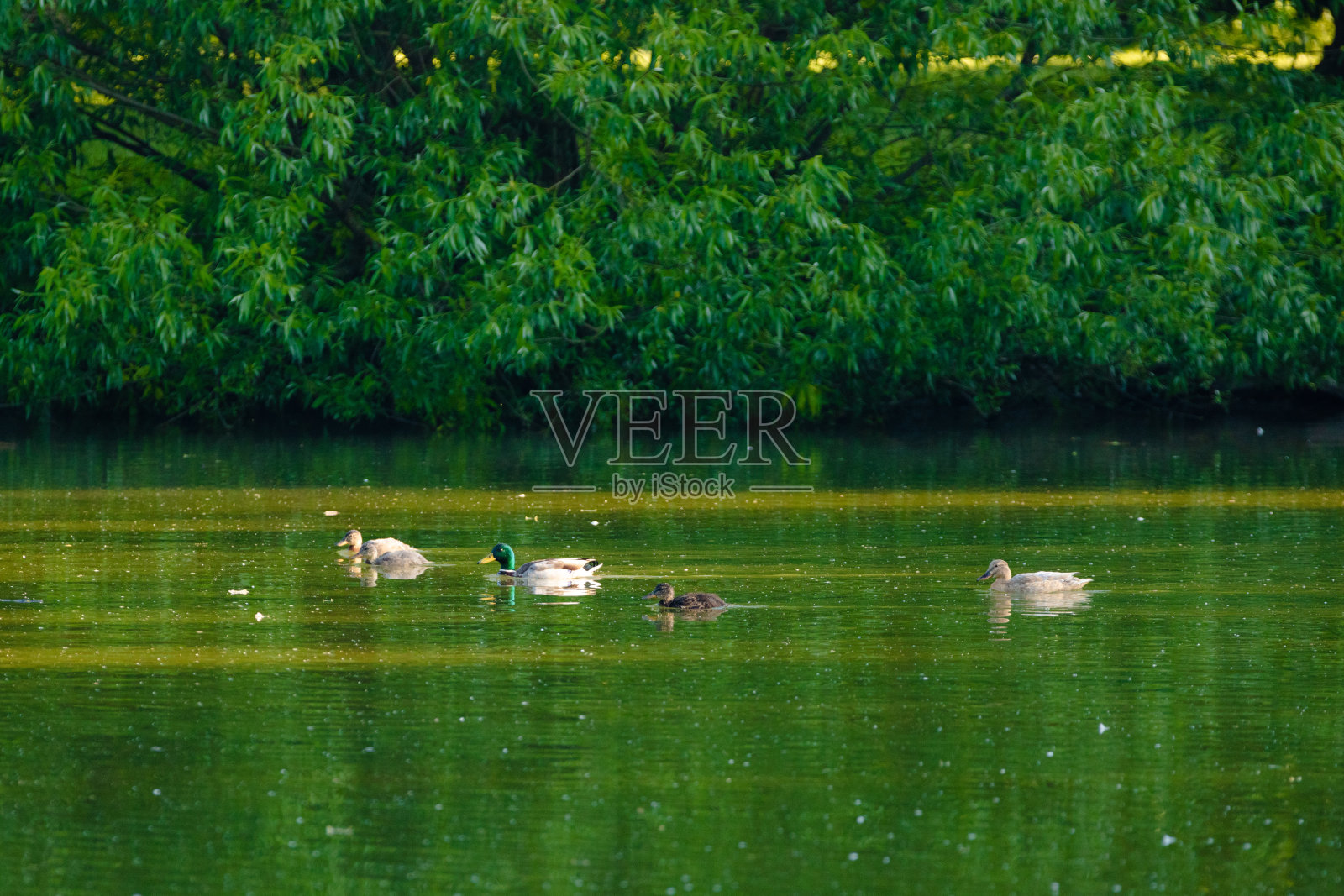 鸭照片摄影图片