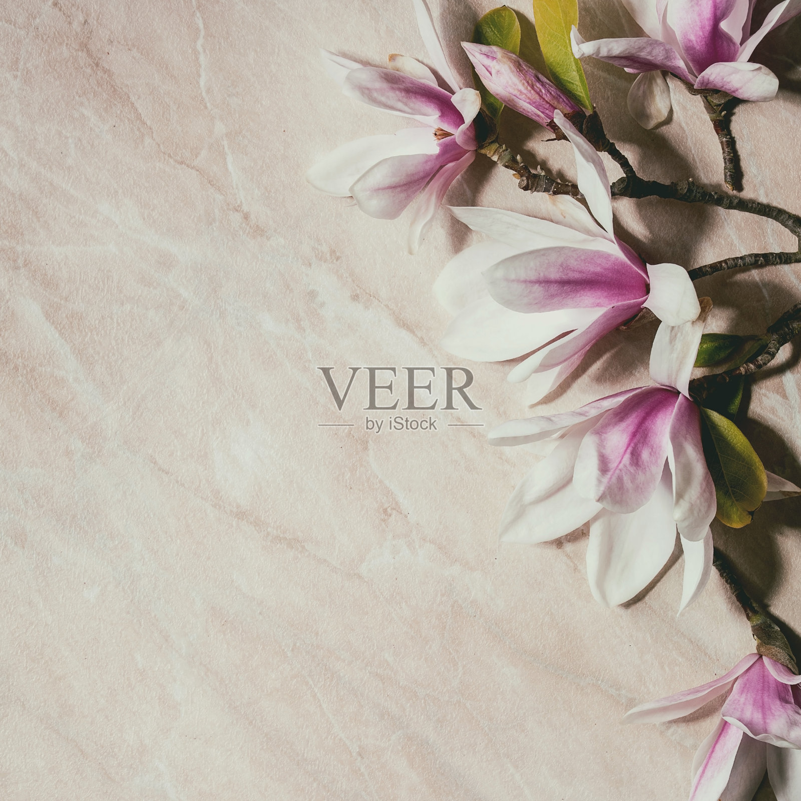 美丽的粉红色木兰花在枝头和叶子上照片摄影图片