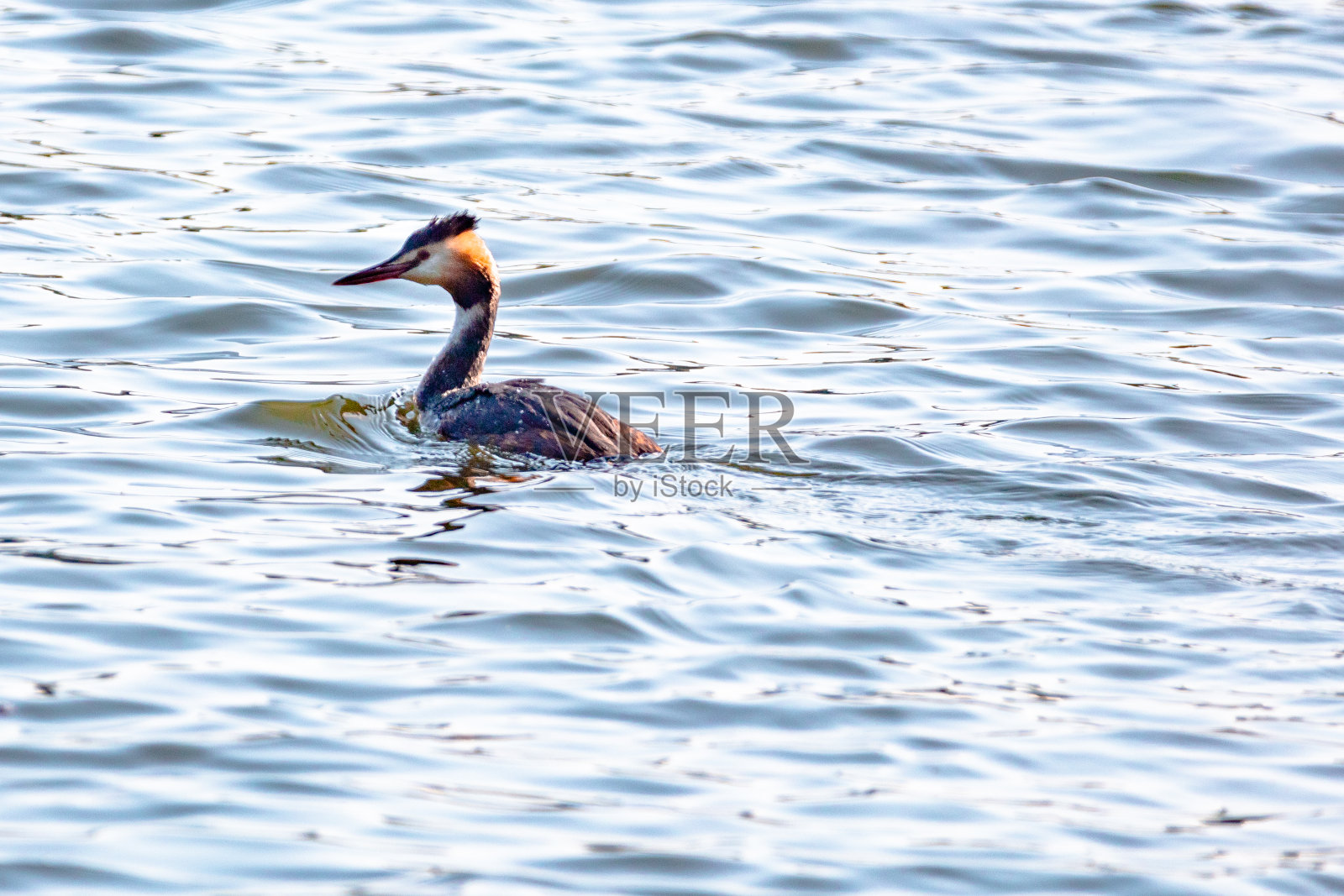 大冠水鸟照片摄影图片