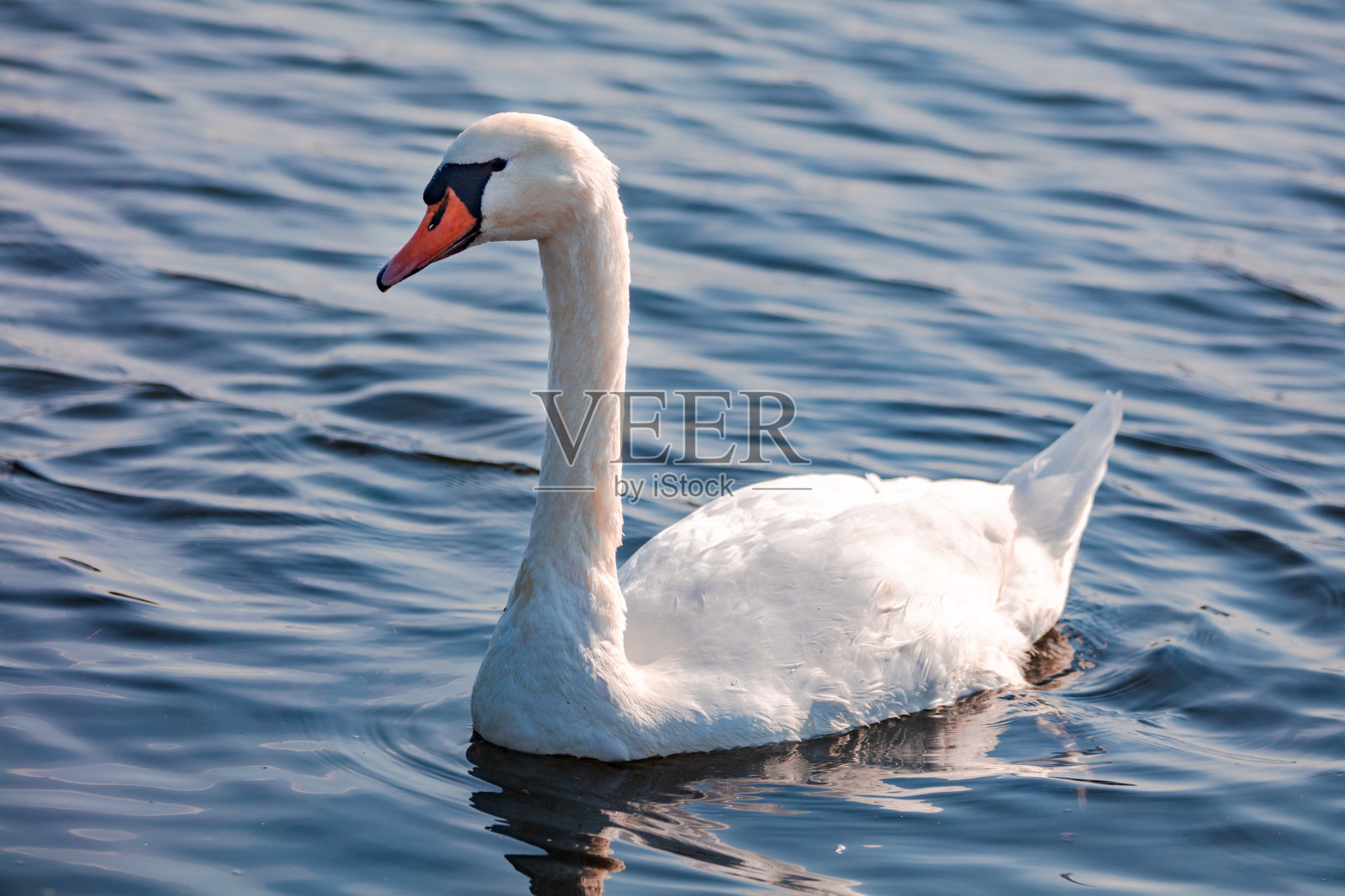 天鹅照片摄影图片
