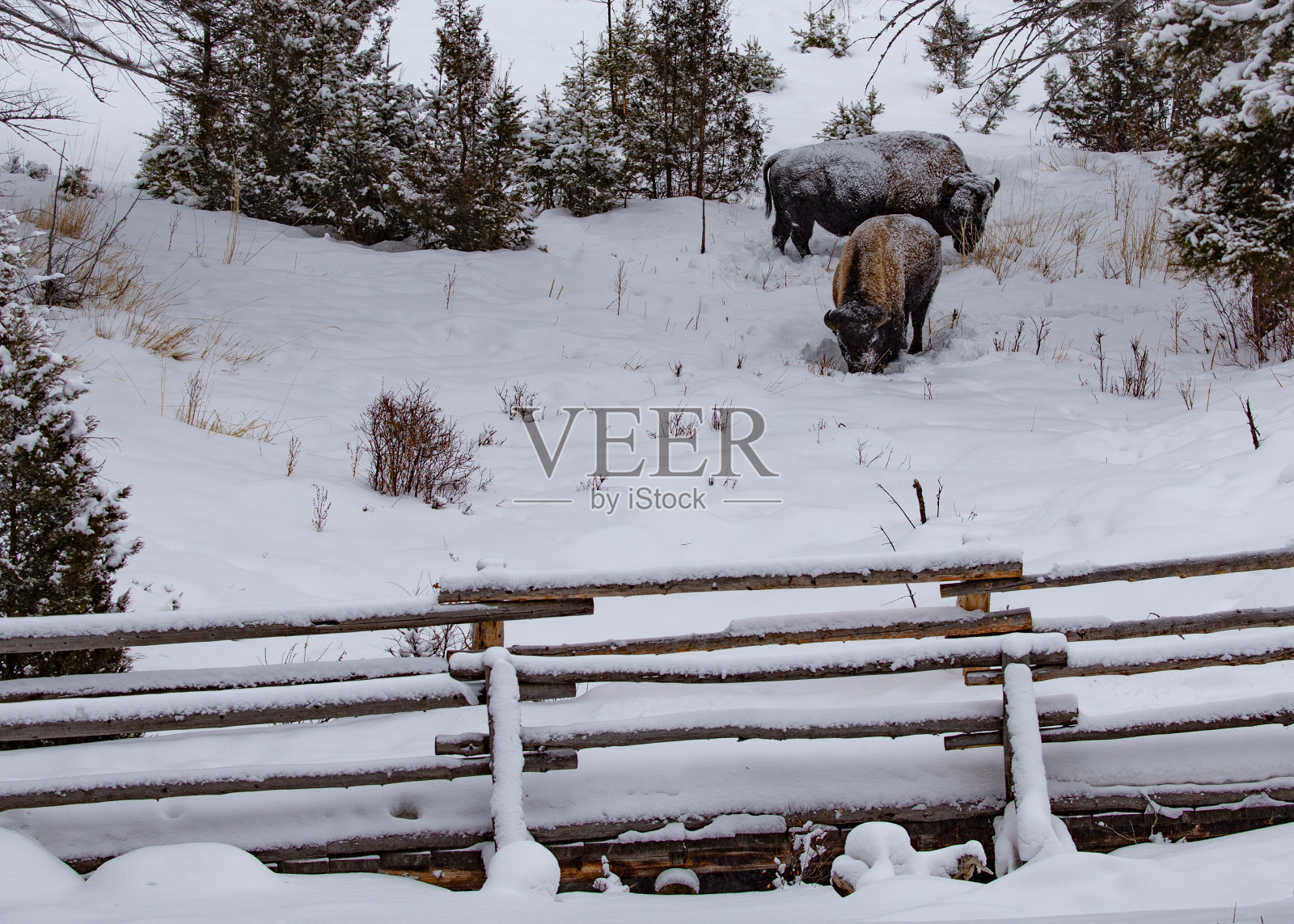 野牛在白雪覆盖的树下照片摄影图片