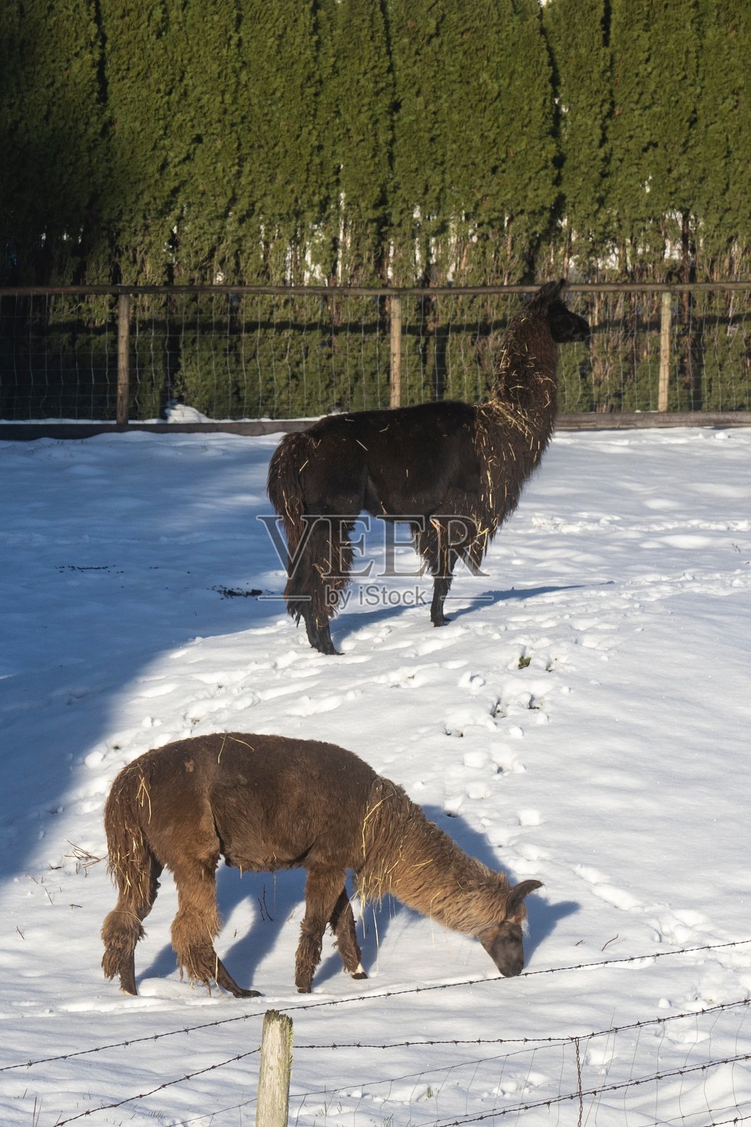 棕色的羊驼照片摄影图片
