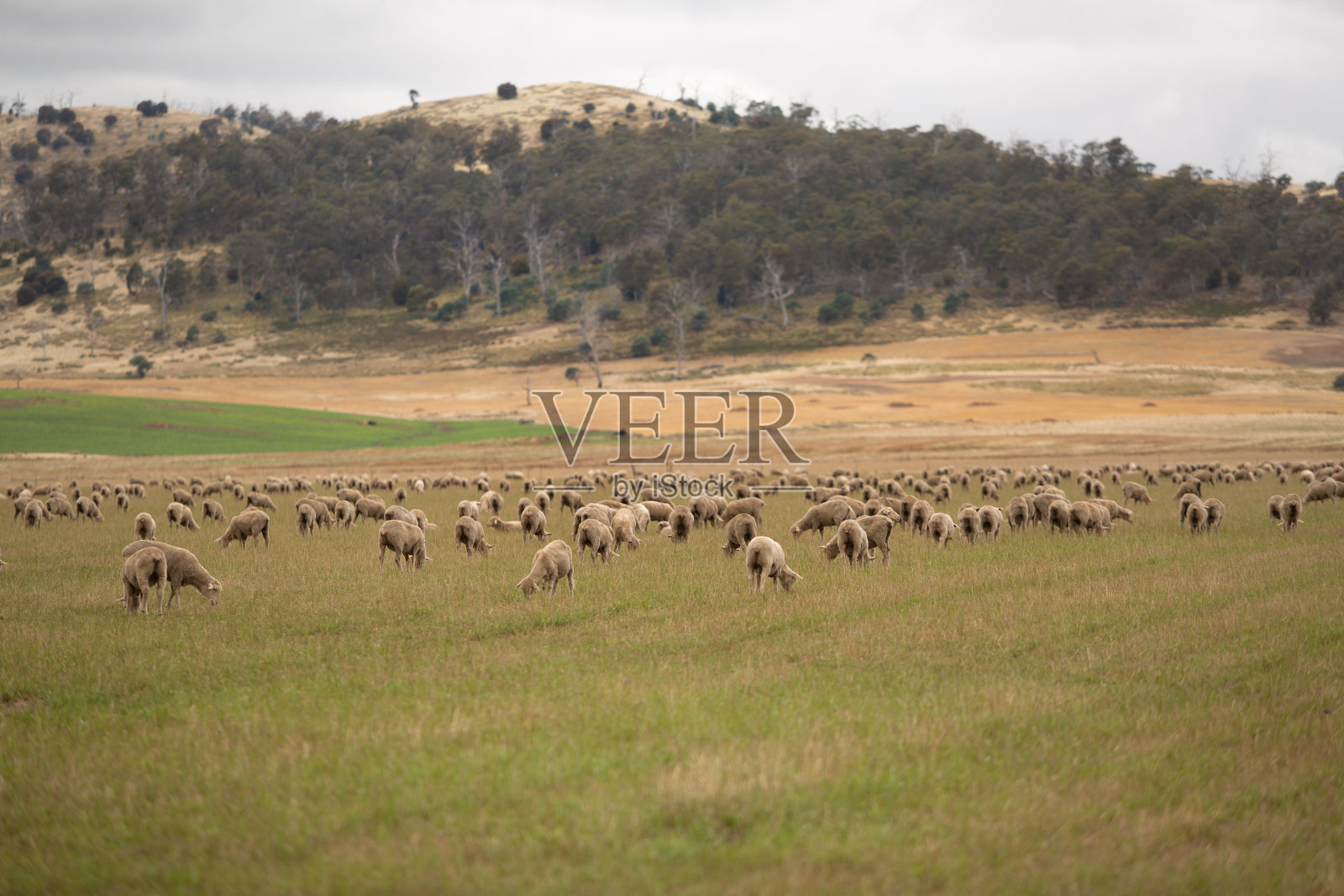 羊在围场照片摄影图片