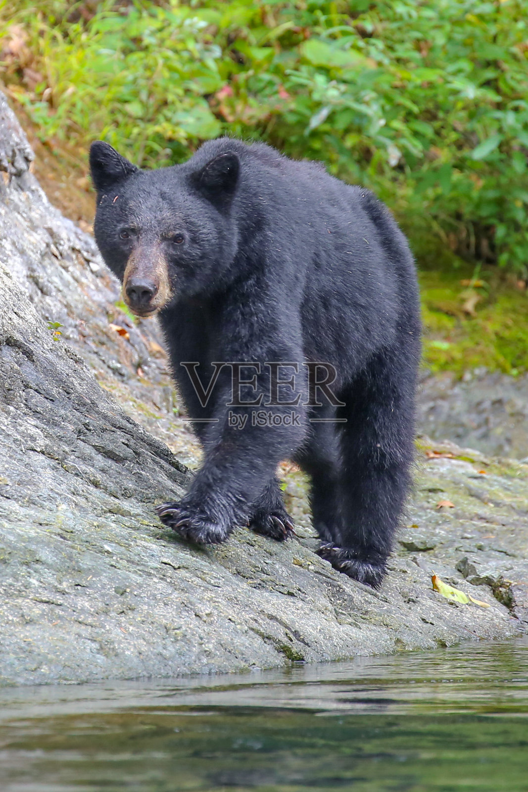 美国俄勒冈州胭脂河上的野黑熊照片摄影图片