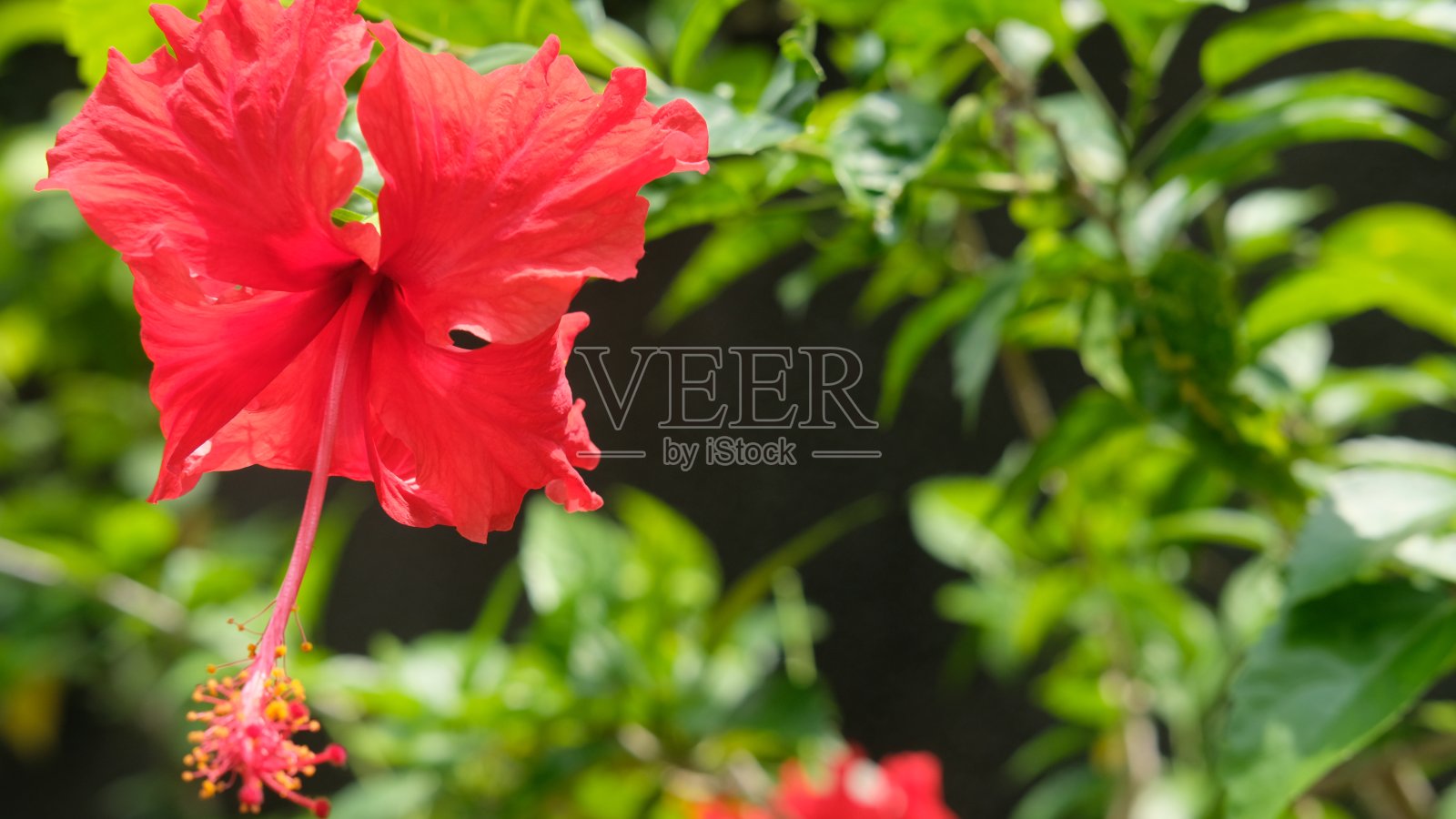 朱槿L照片摄影图片