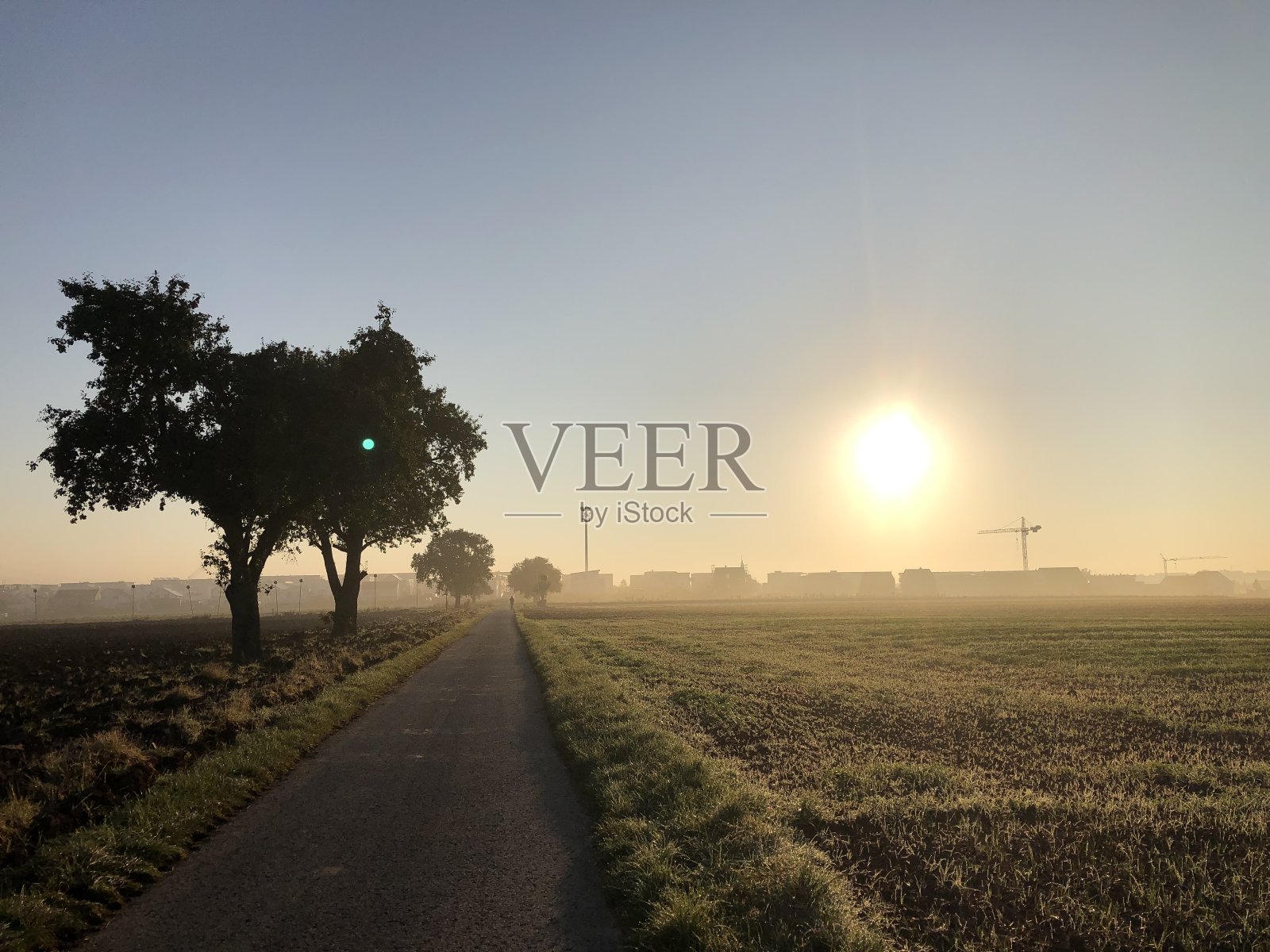 广阔的景观，黎明时分有一条树木成行的小径照片摄影图片