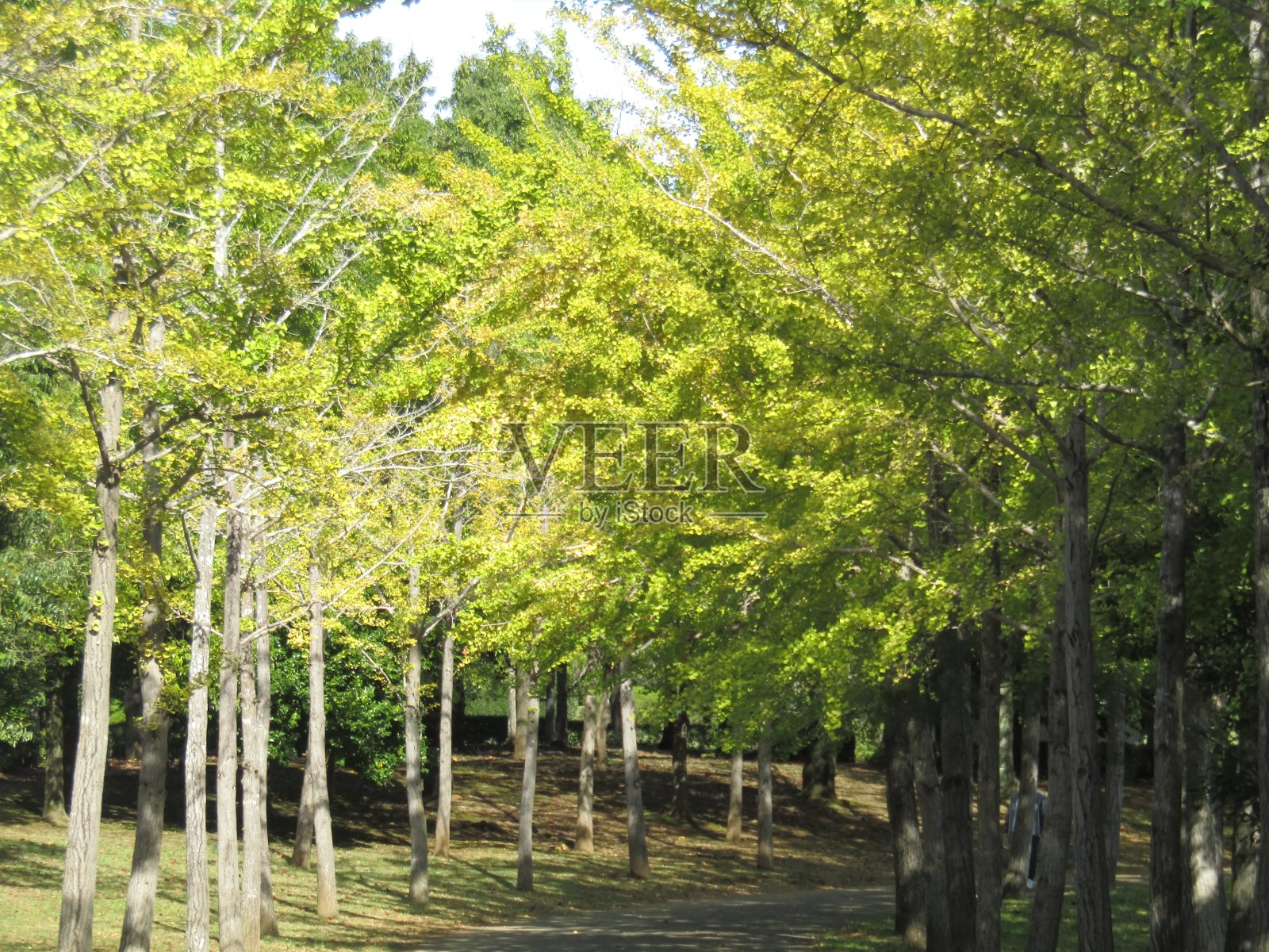 日本。十月。金色的秋天。照片摄影图片
