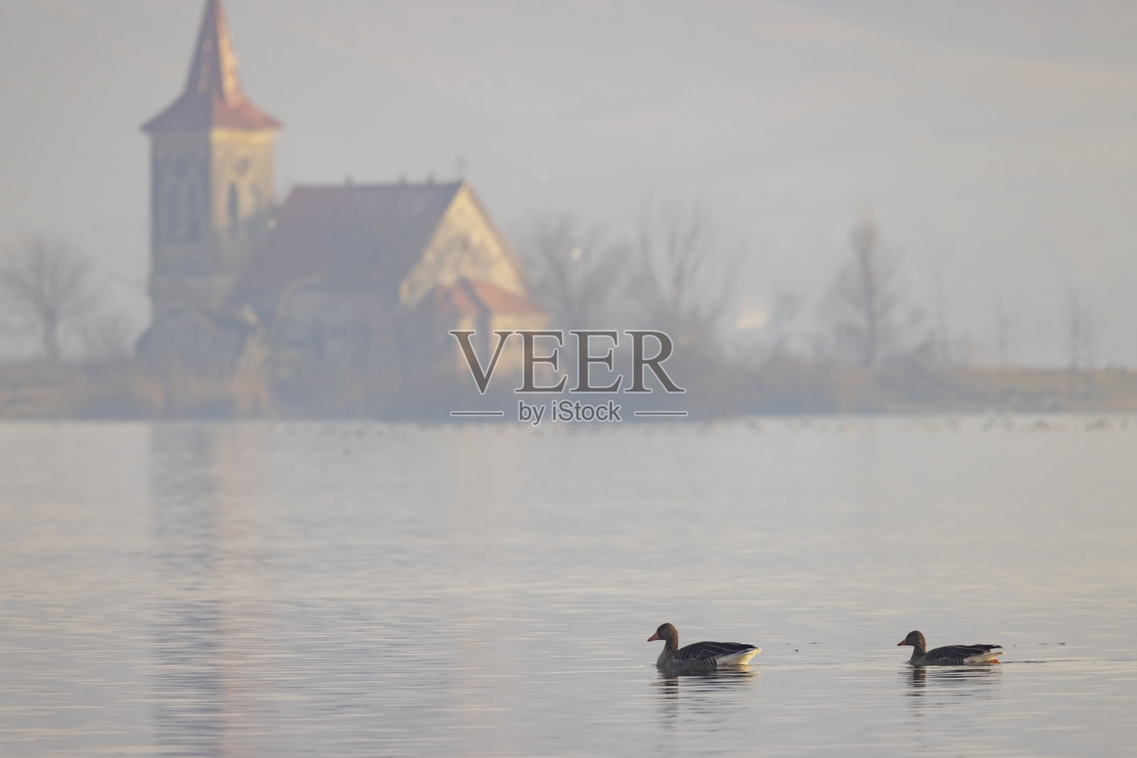 雁，穆索夫湖和圣林哈特教堂，南波西米亚，捷克共和国照片摄影图片