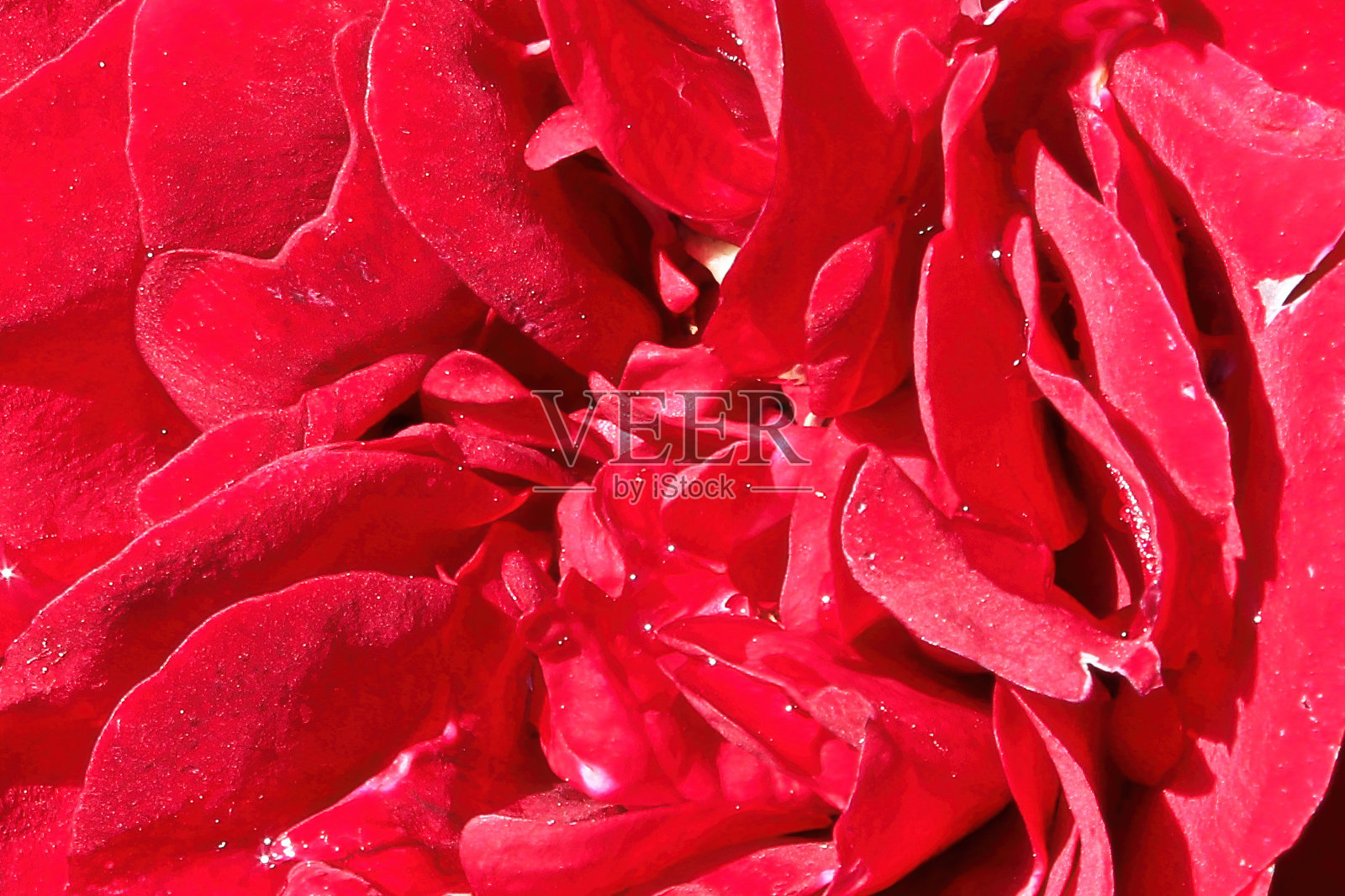 红玫瑰中心的宏观照片摄影图片