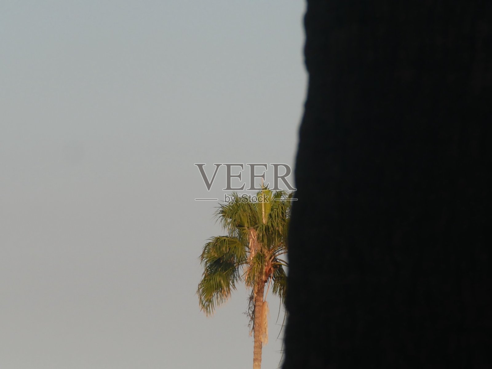 日出时的棕榈树照片摄影图片