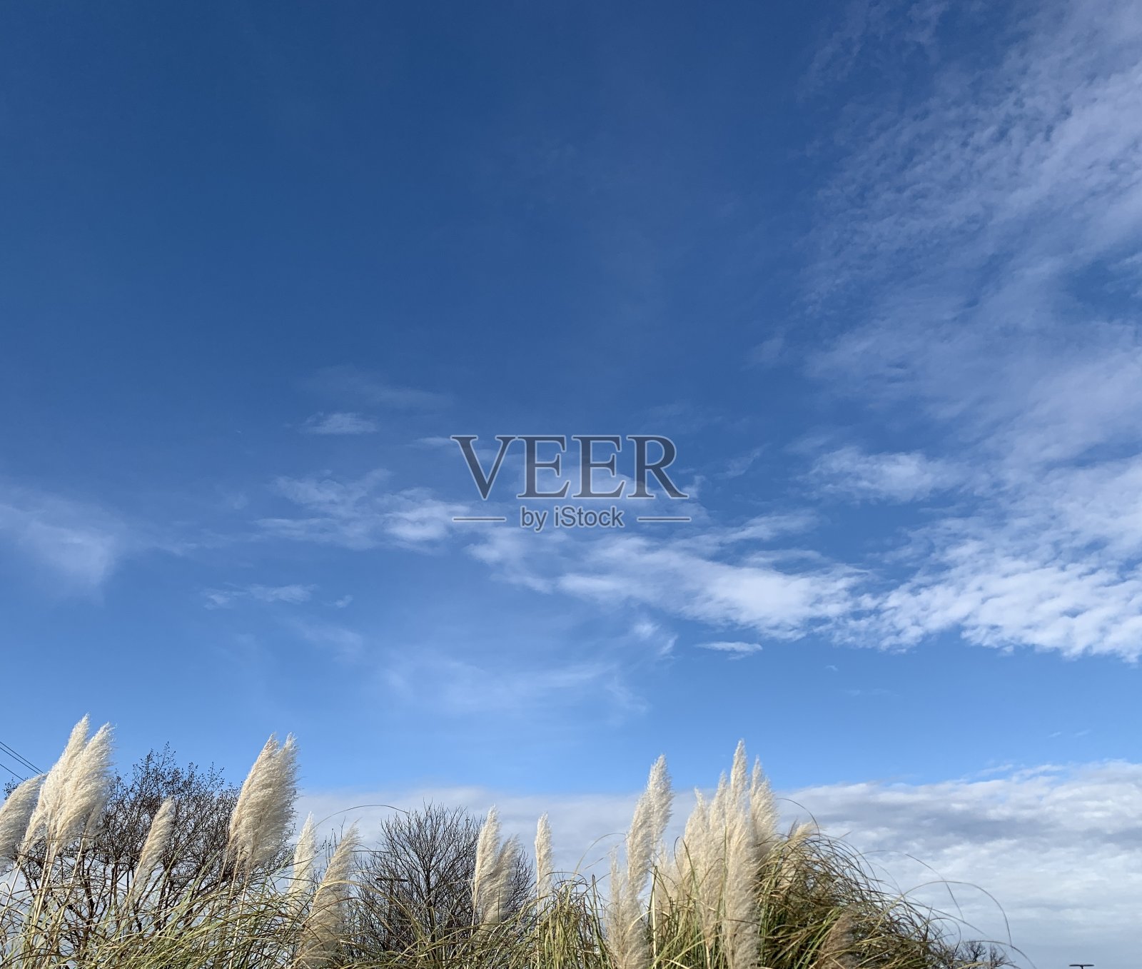 观赏草照片摄影图片