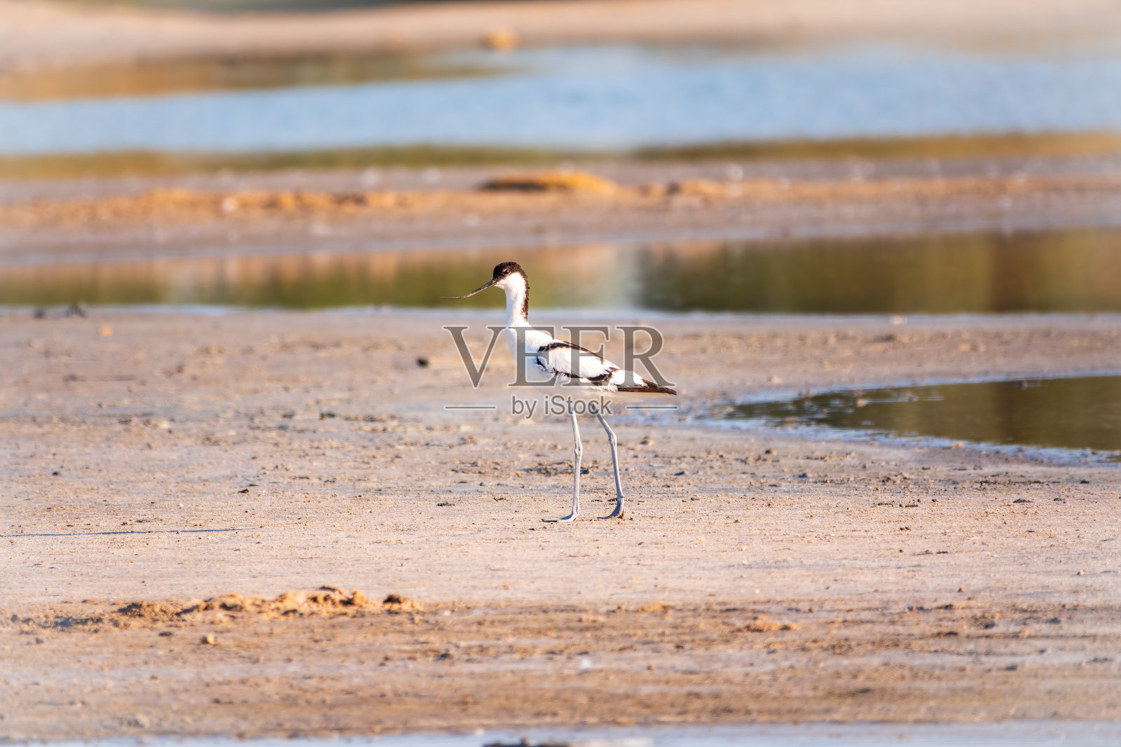 花衣鳄梨，Recurvirostra avosetta，是一种黑色和白色的大涉禽，长，向上的喙照片摄影图片