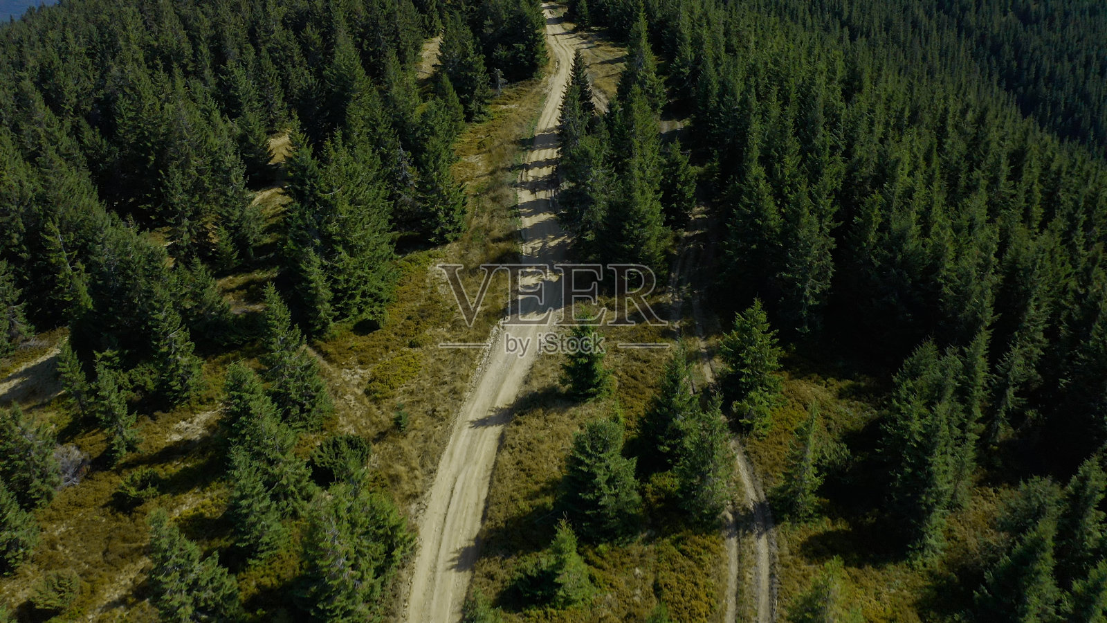 山木小径俯瞰着宁静祥和的红杉照片摄影图片