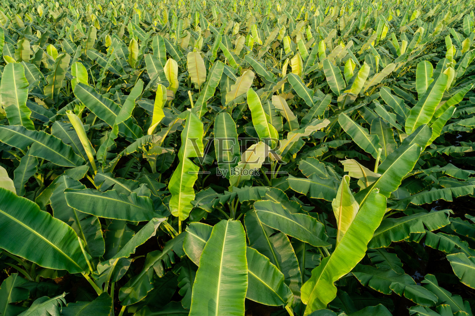 香蕉树的鸟瞰图照片摄影图片