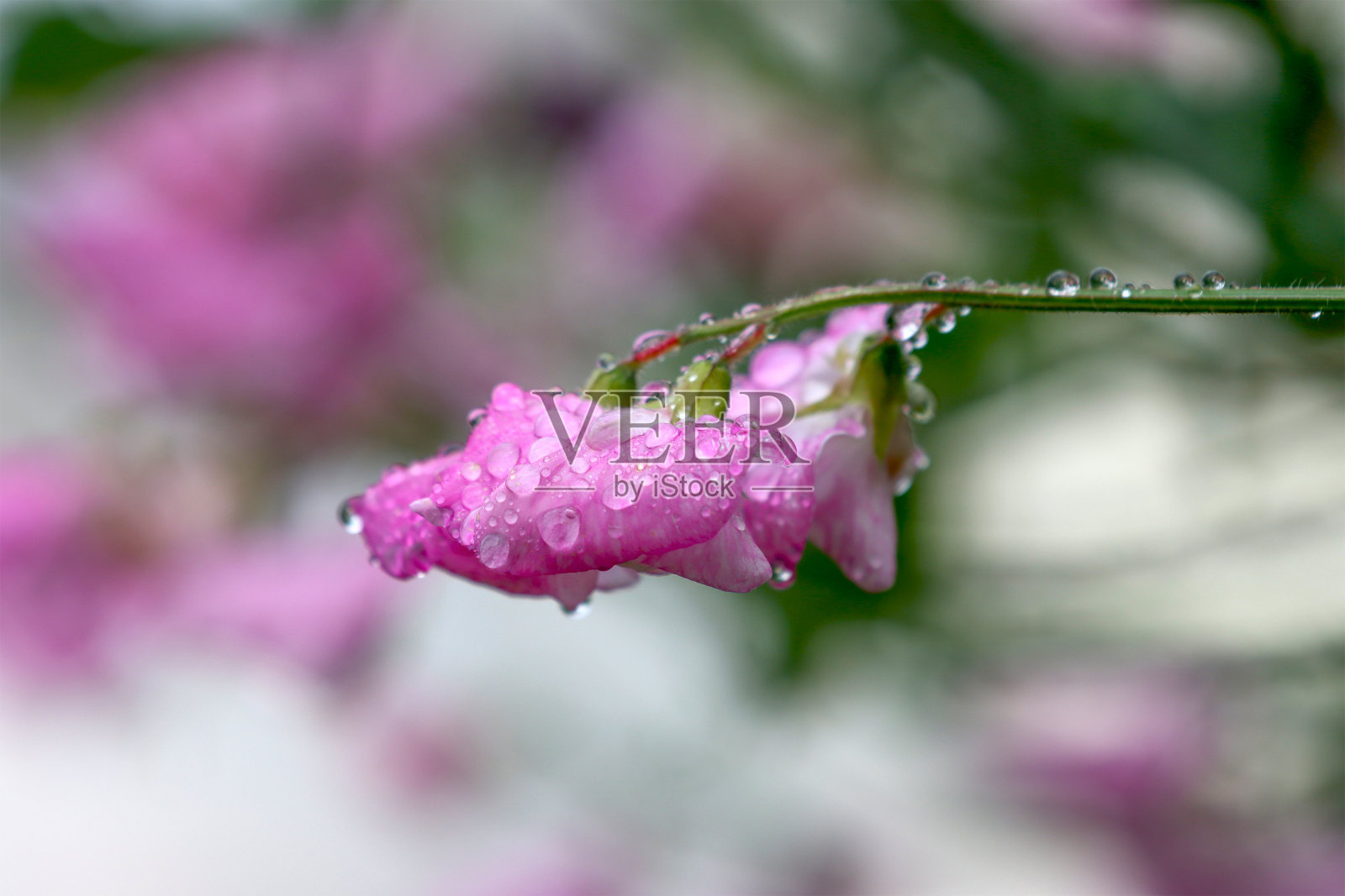 盛开的豌豆植物。照片摄影图片