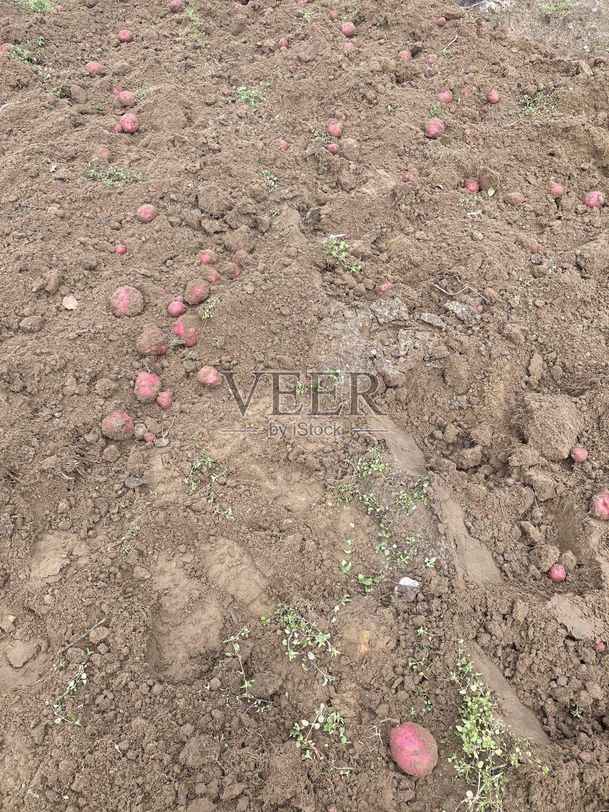 马铃薯收获照片摄影图片