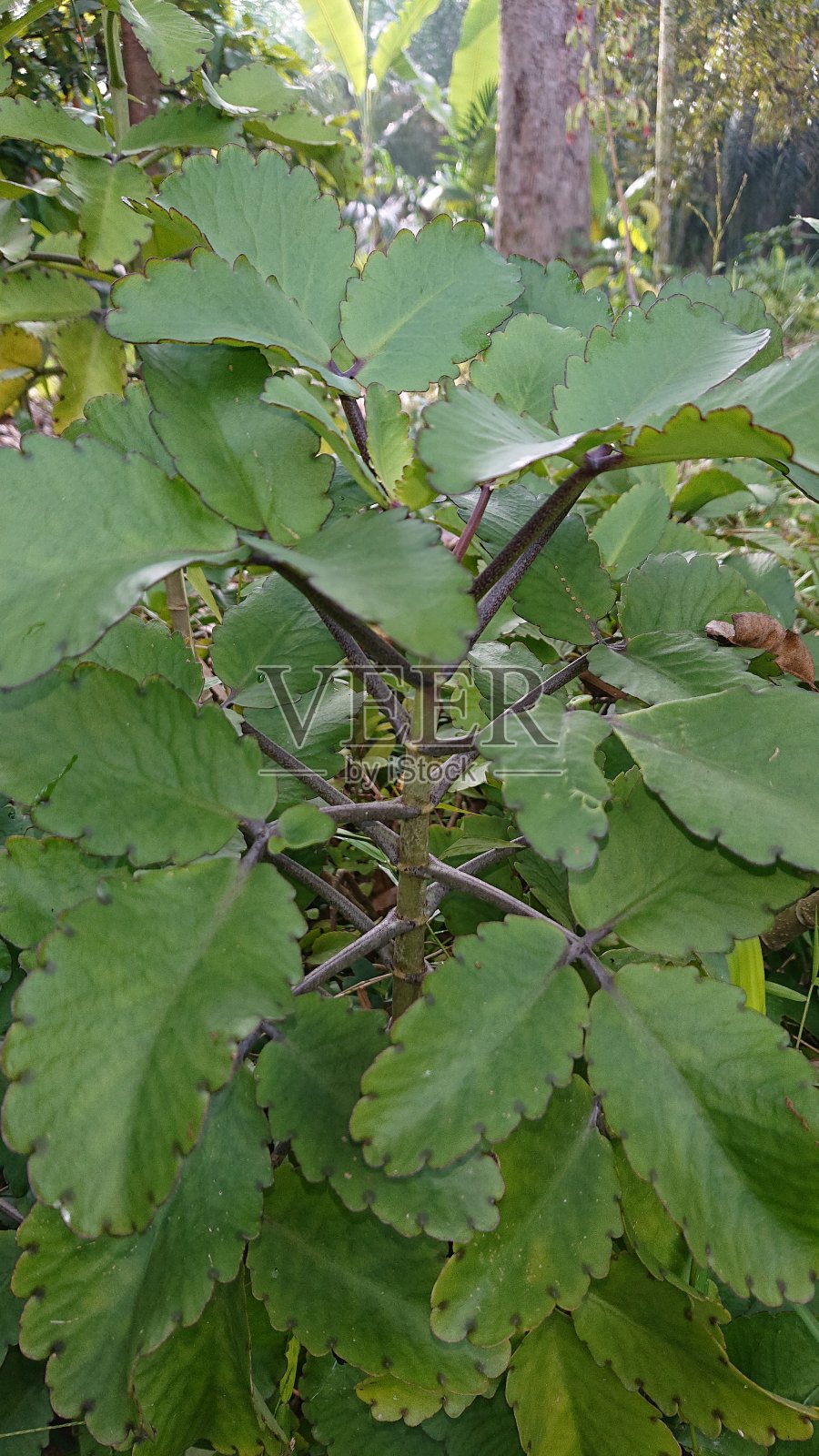 野生高凉菜属植物照片摄影图片