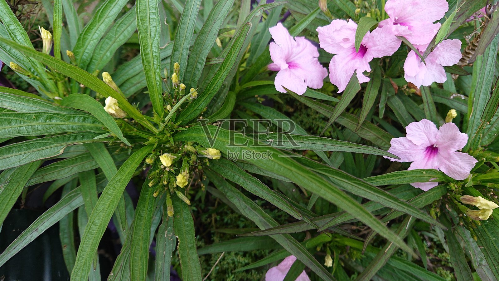 紫曼陀罗的花和叶子照片摄影图片