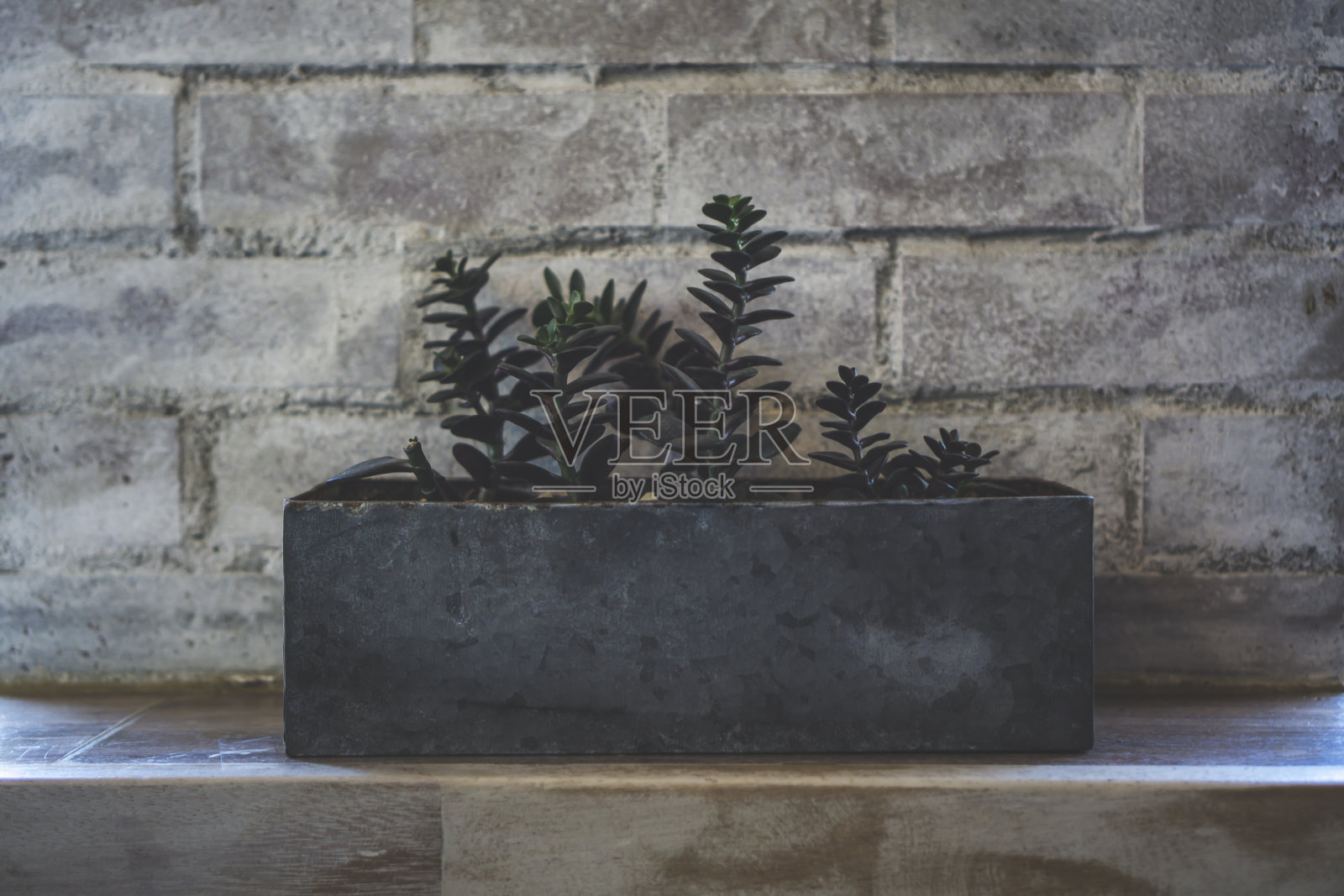 紧靠砖墙的架子上的一个石头长方形的花盆里的多肉植物的特写照片摄影图片