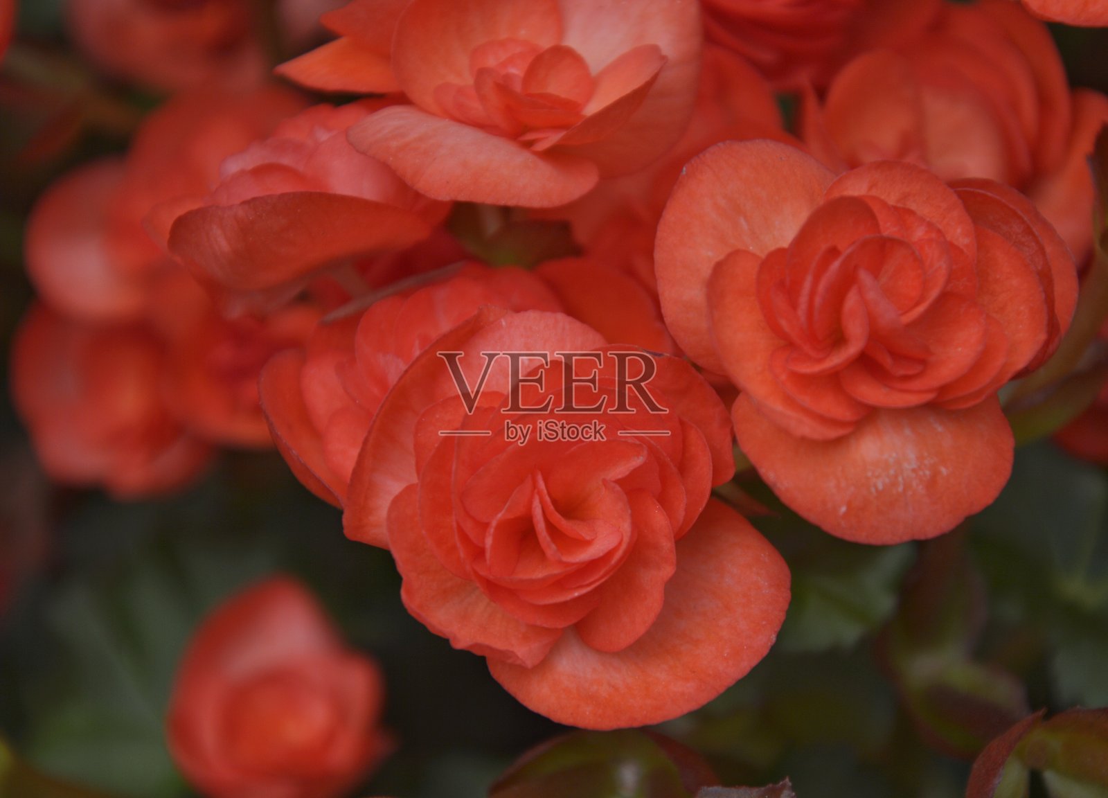 红色花瓣在模糊的背景下绽放特写，情人节和婚礼日的背景设计和壁纸概念照片摄影图片