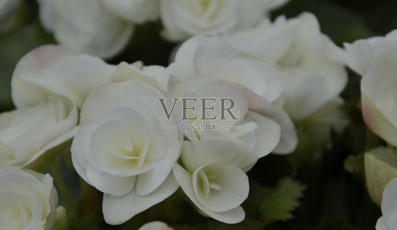 一束白花盛开的概念情人节母亲节婚礼让你感到浪漫和快乐照片摄影图片
