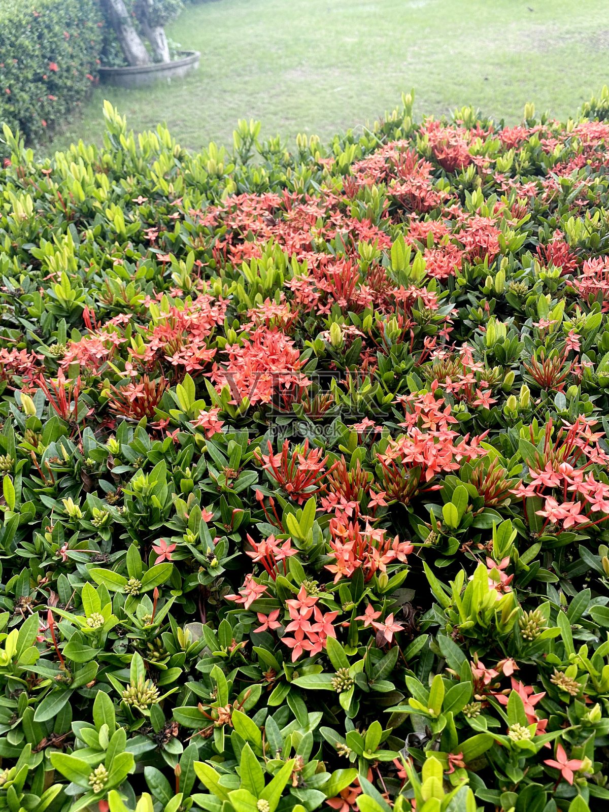 自然花园中的红色ixora花照片摄影图片