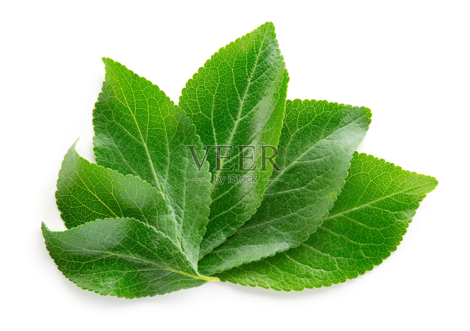 李叶孤立。李子叶在白色的顶视图。绿色水果的叶子平铺。全景深。照片摄影图片