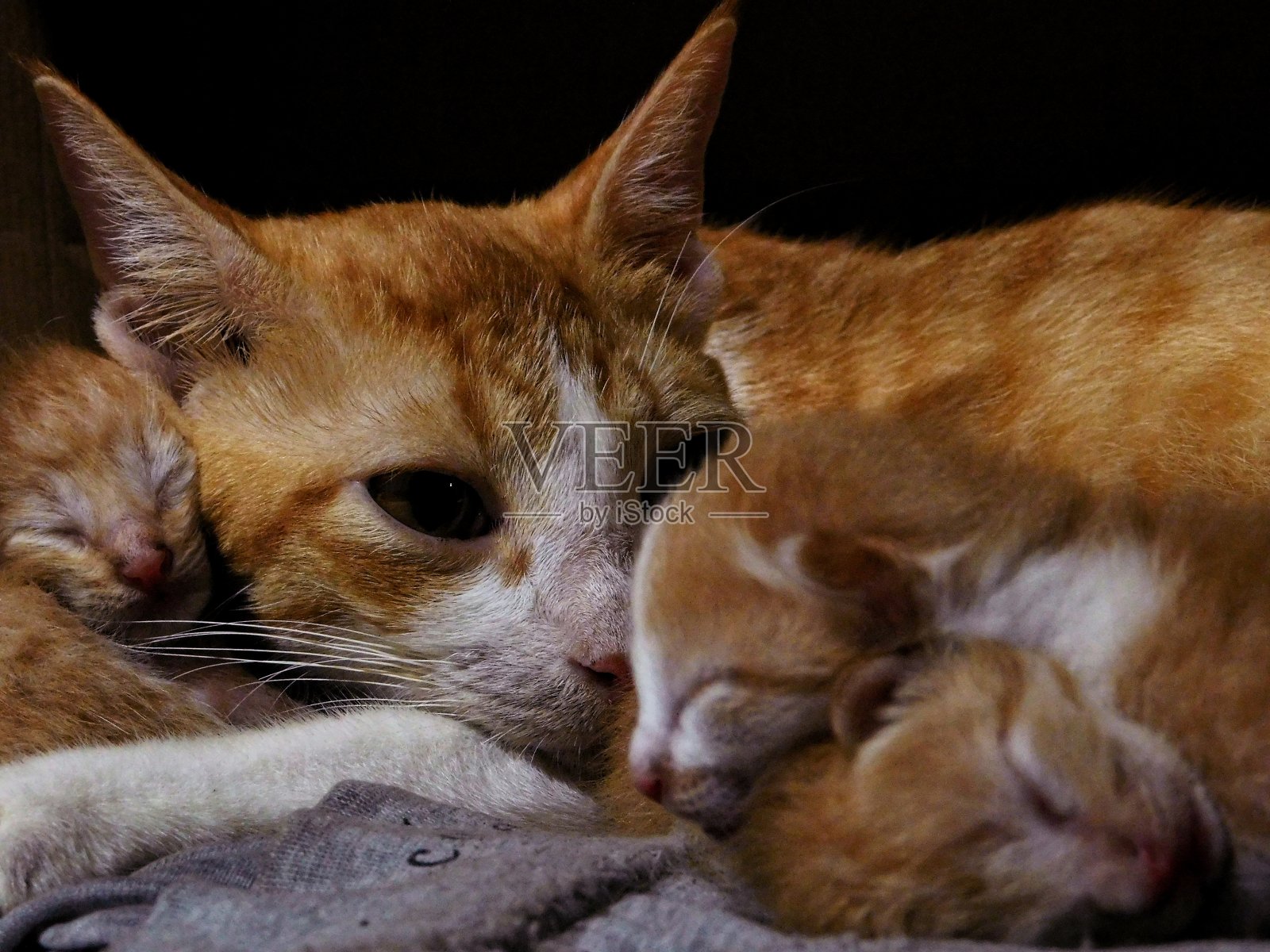 猫妈妈和她的小猫宝宝照片摄影图片