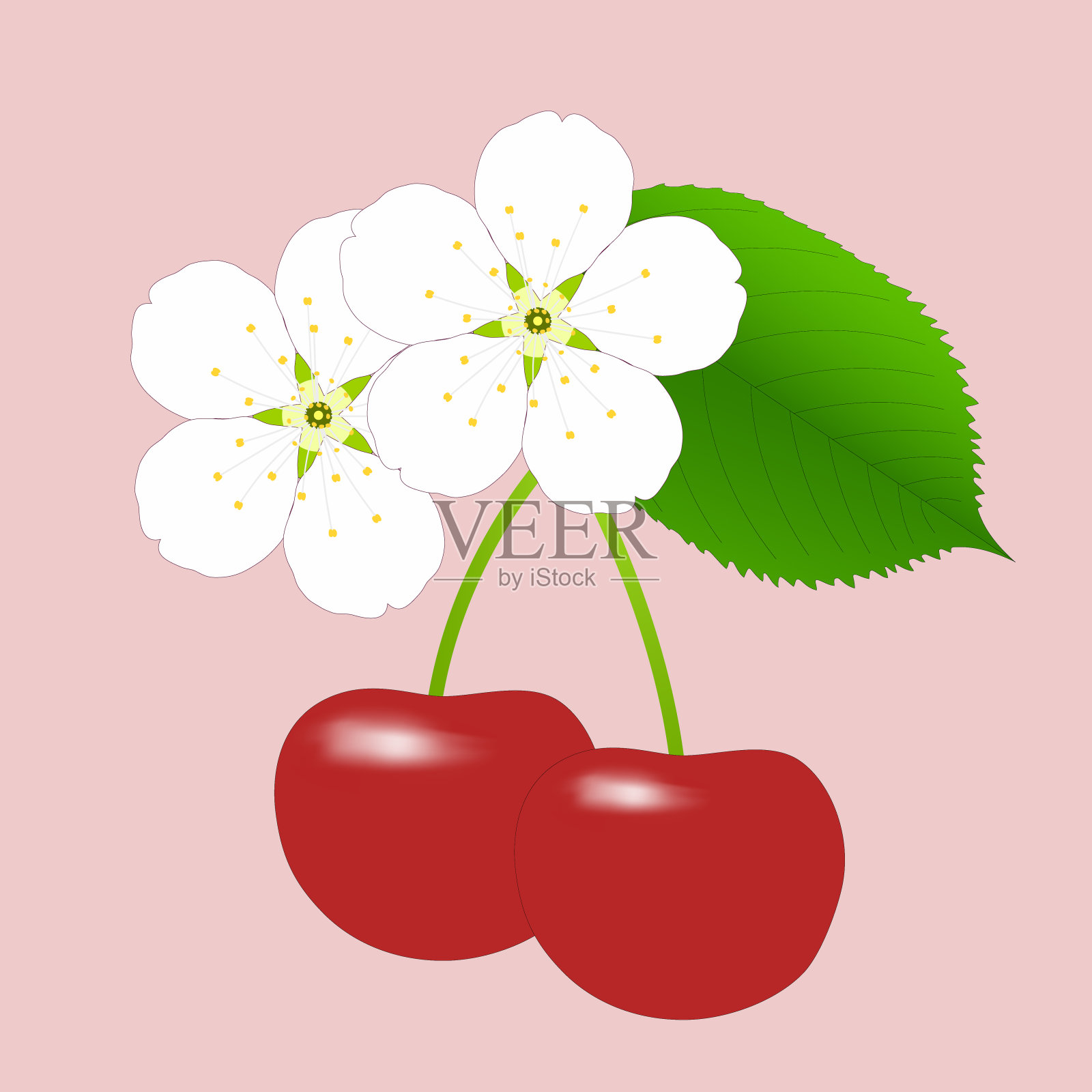 甜樱桃的花、叶和果实插画图片素材