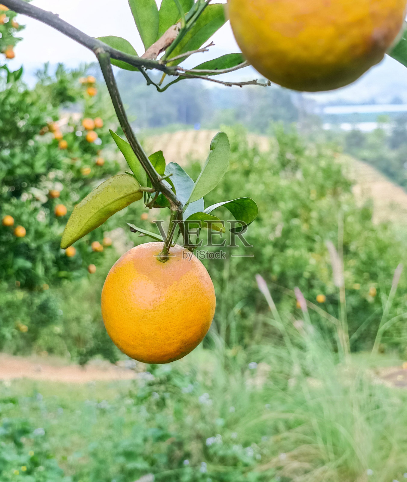 成熟的橙子在模糊的背景上照片摄影图片