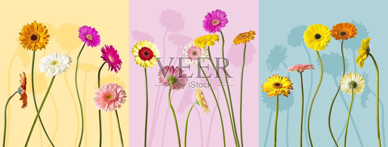 非洲菊在白色背景照片摄影图片