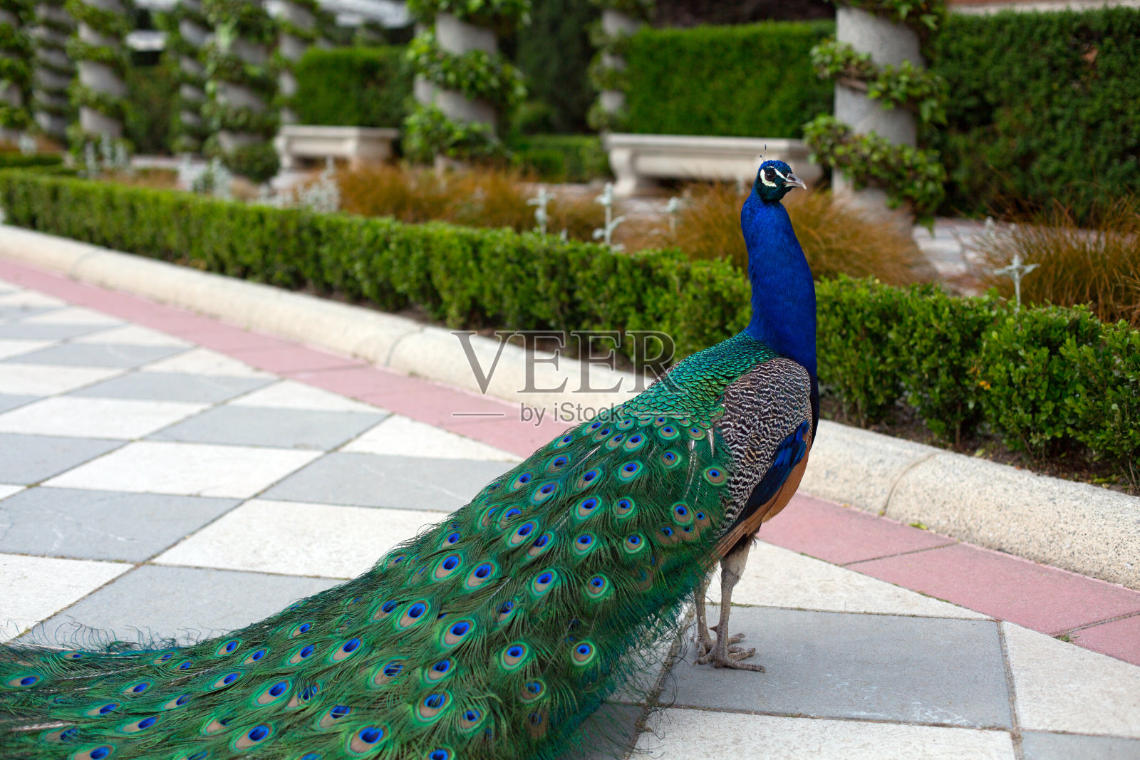 公园里，一只长着美丽长尾巴的孔雀骄傲地站在美丽的绿色植物的背景下。照片摄影图片