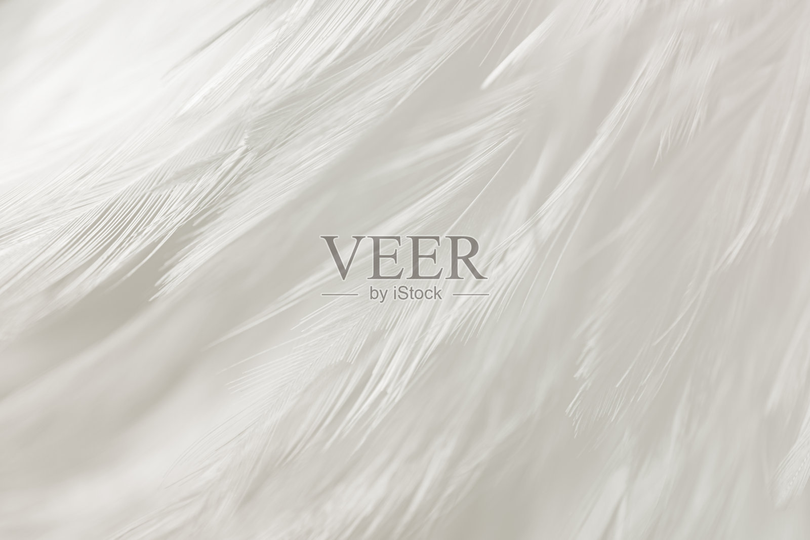 美丽的白色羽毛纹理线背景。天鹅的羽毛。照片摄影图片