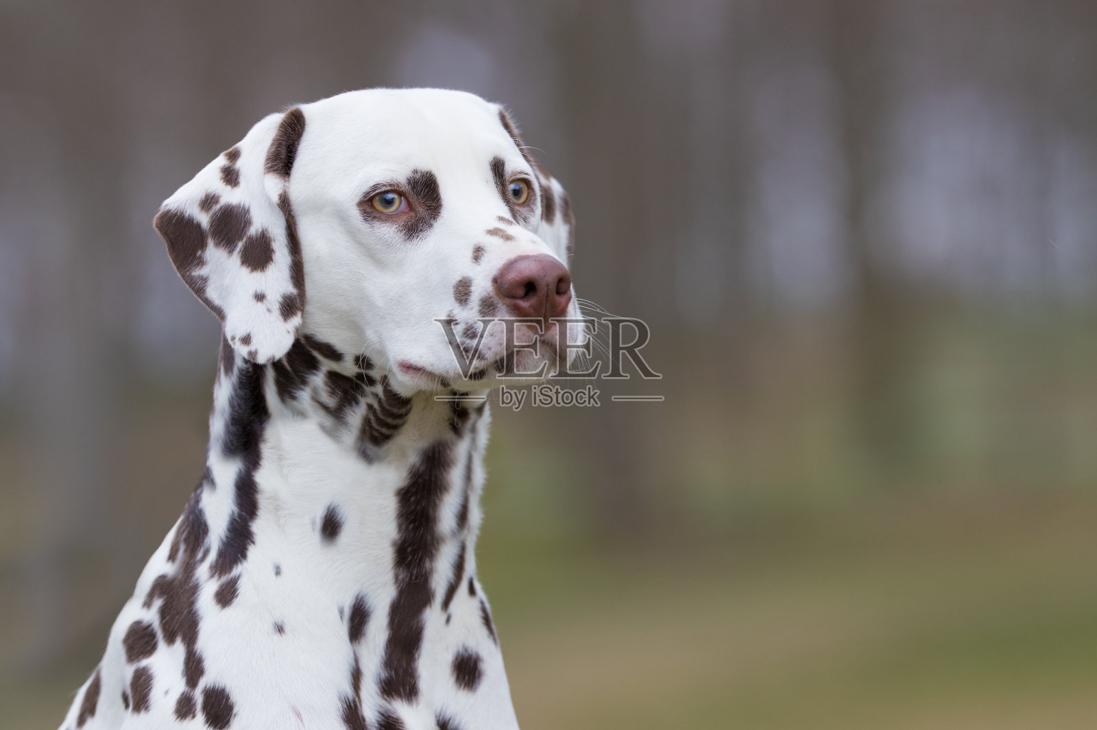 漂亮的狗照片摄影图片